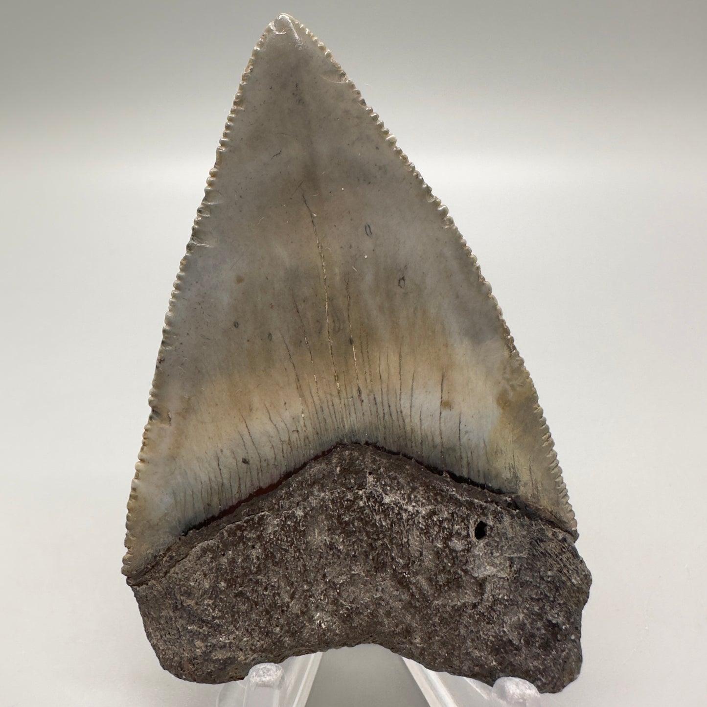 XL Maximum Size Fossil Great White Shark Tooth 3.05" - South Carolina GW1102 - Back 1