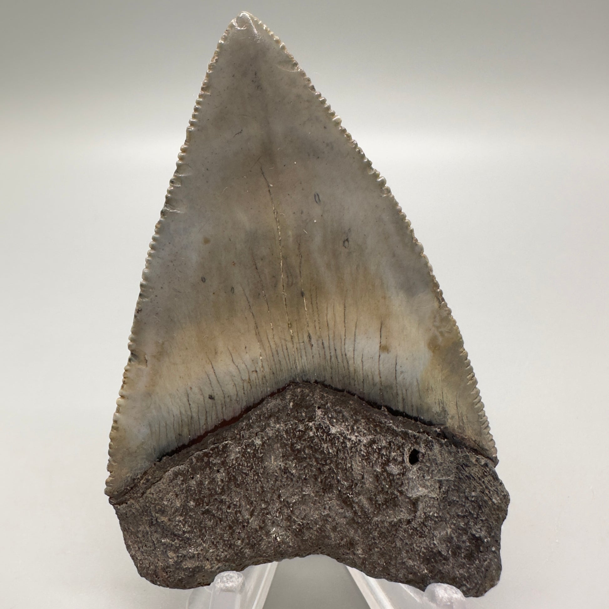 XL Maximum Size Fossil Great White Shark Tooth 3.05" - South Carolina GW1102 - Back 1