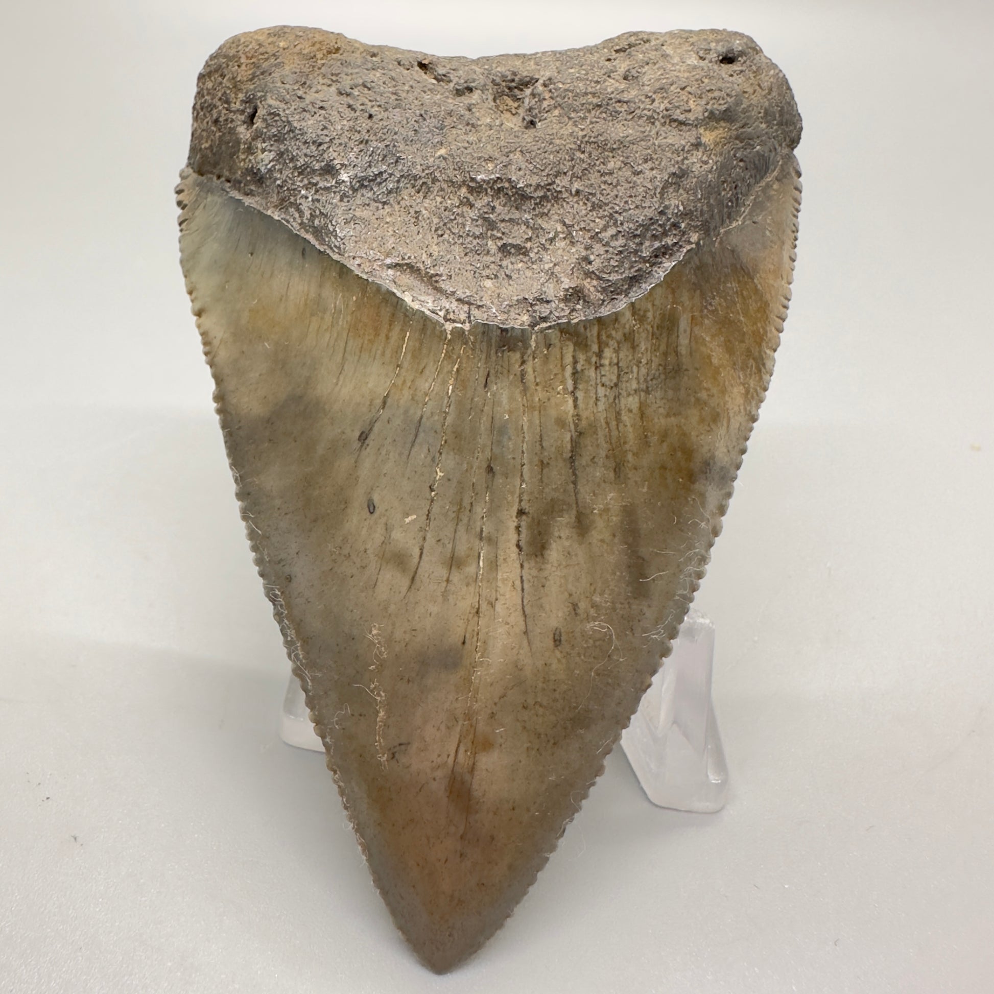 XL Maximum Size Fossil Great White Shark Tooth 3.05" - South Carolina GW1102 - Front down