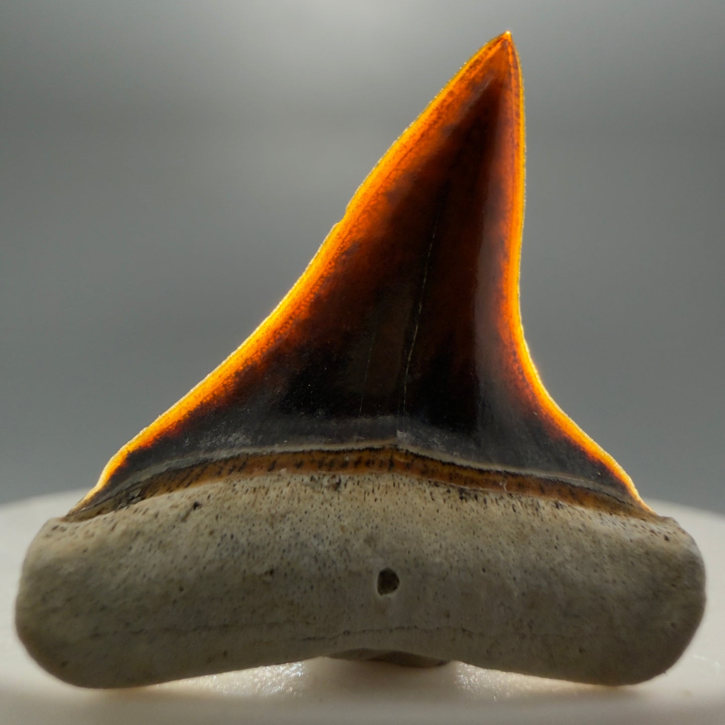 Front View Stunning, high quality 1.27" long Fossil Transitional Great White - Carcharodon hubbelli Tooth from Peru | Fossil for Sale GW1304 - 4