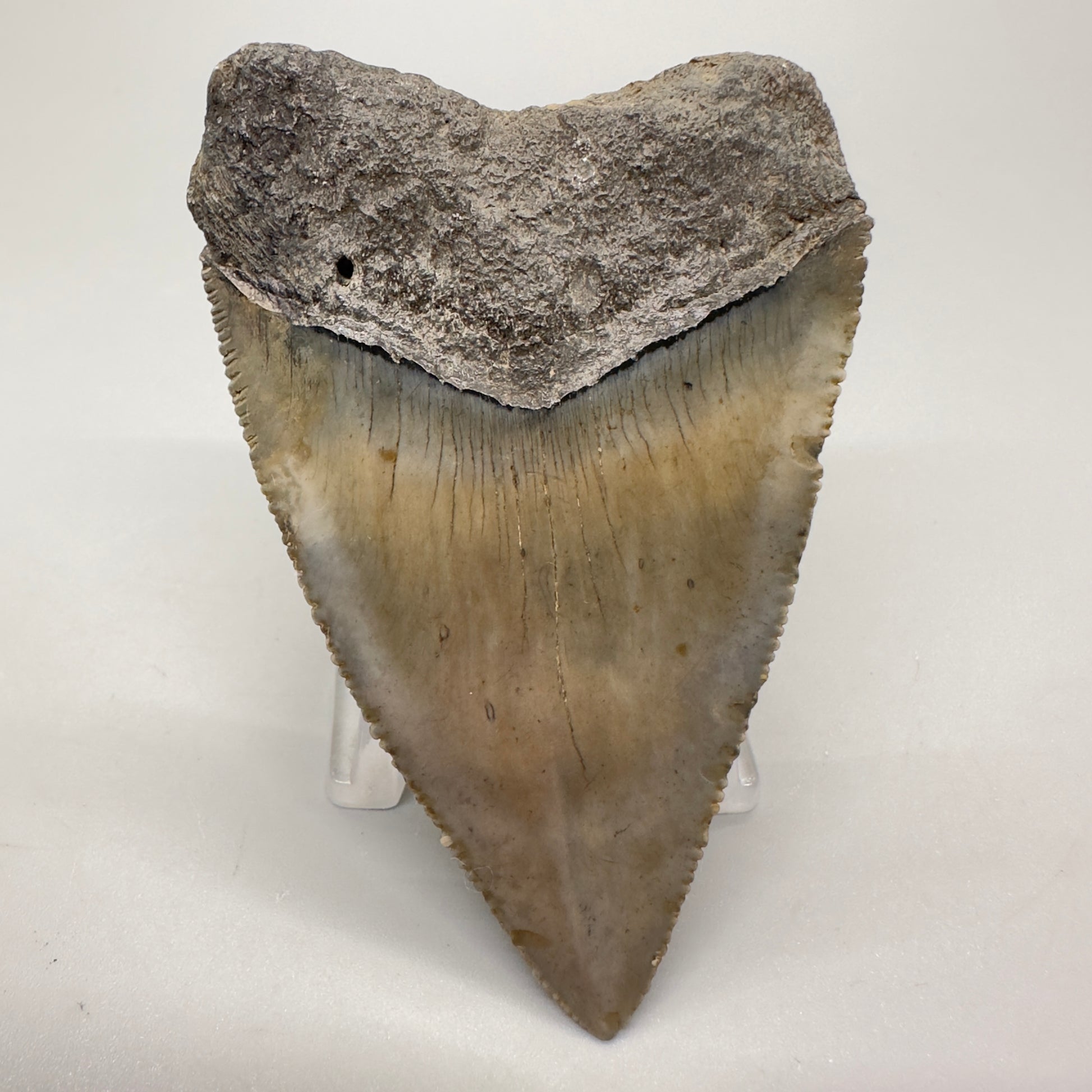 XL Maximum Size Fossil Great White Shark Tooth 3.05" - South Carolina GW1102 - Back 2