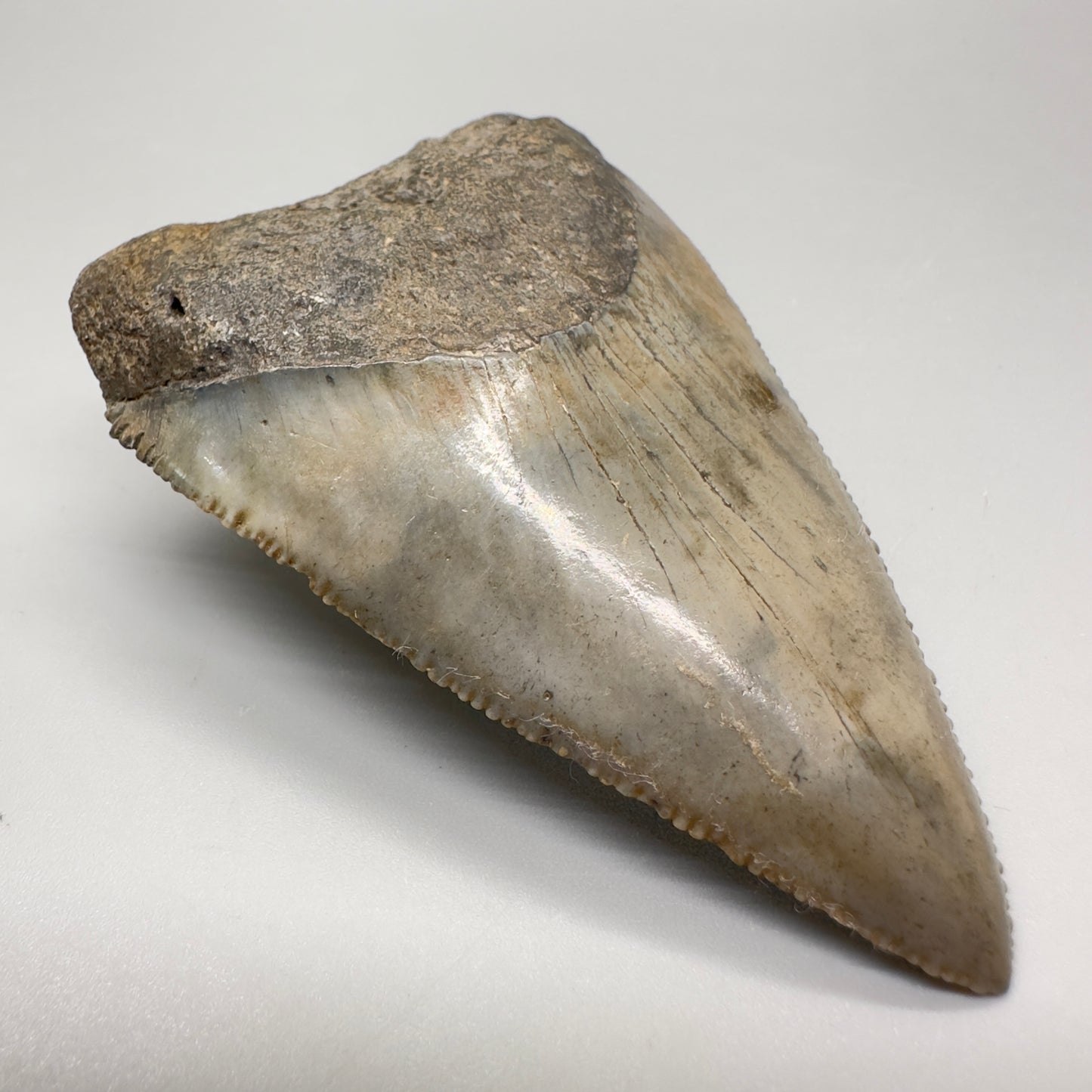 XL Maximum Size Fossil Great White Shark Tooth 3.05" - South Carolina GW1102 - Front left