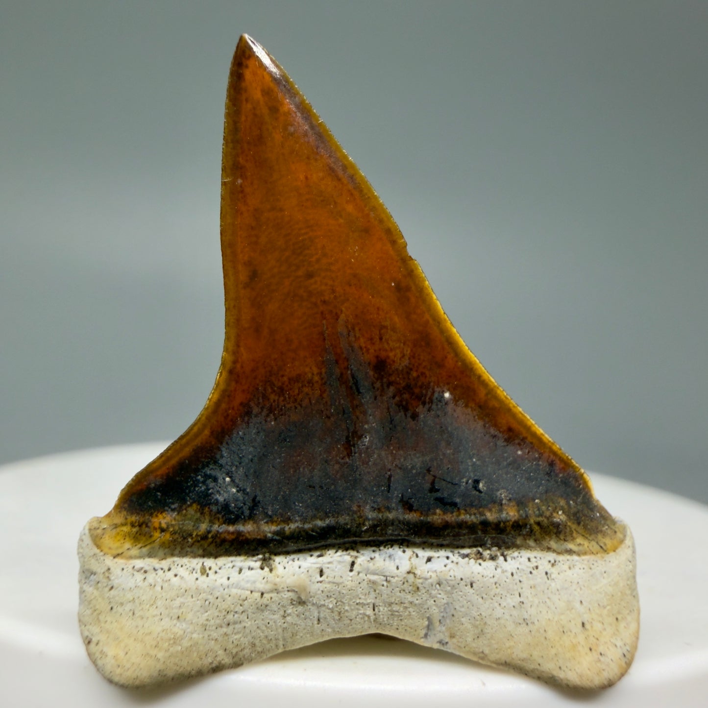 Back View Stunning, high quality 1.27" long Fossil Transitional Great White - Carcharodon hubbelli Tooth from Peru | Fossil for Sale GW1304