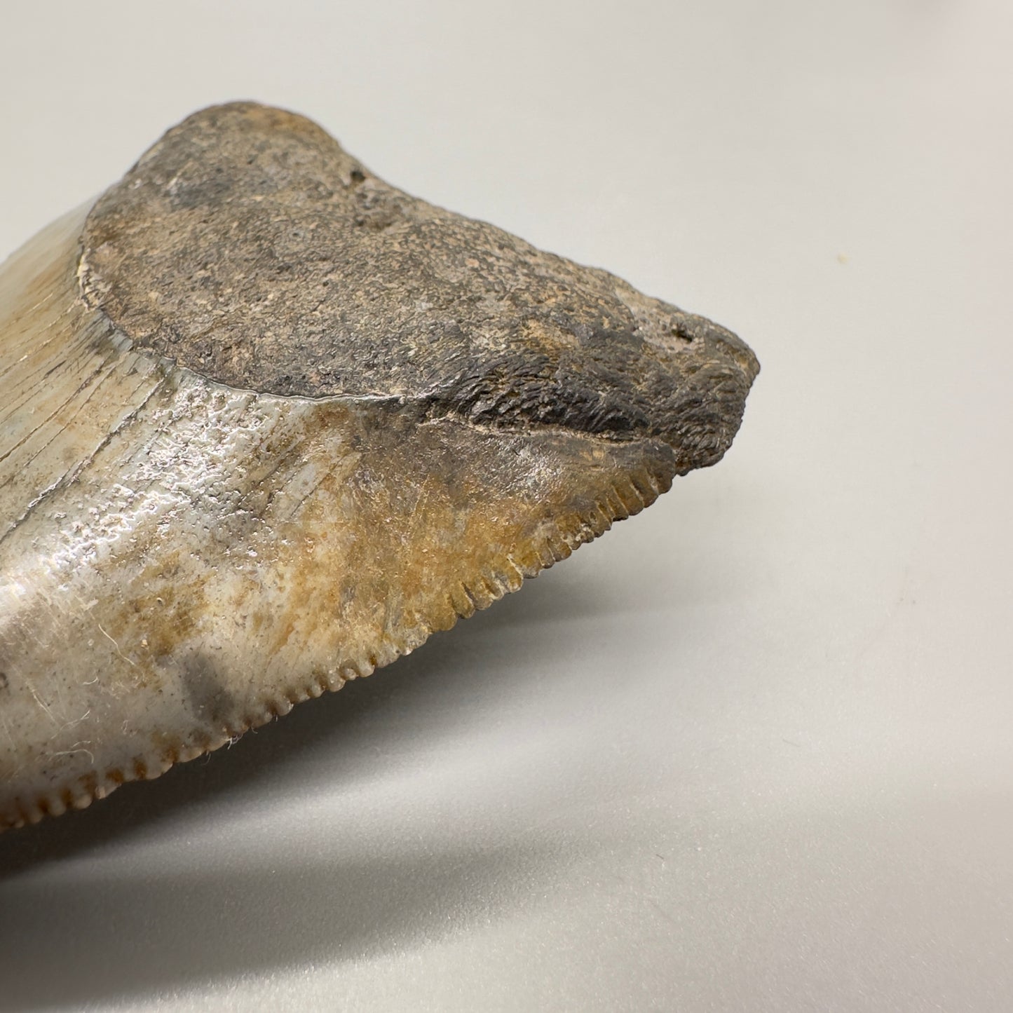 XL Maximum Size Fossil Great White Shark Tooth 3.05" - South Carolina GW1102 - Restoration right