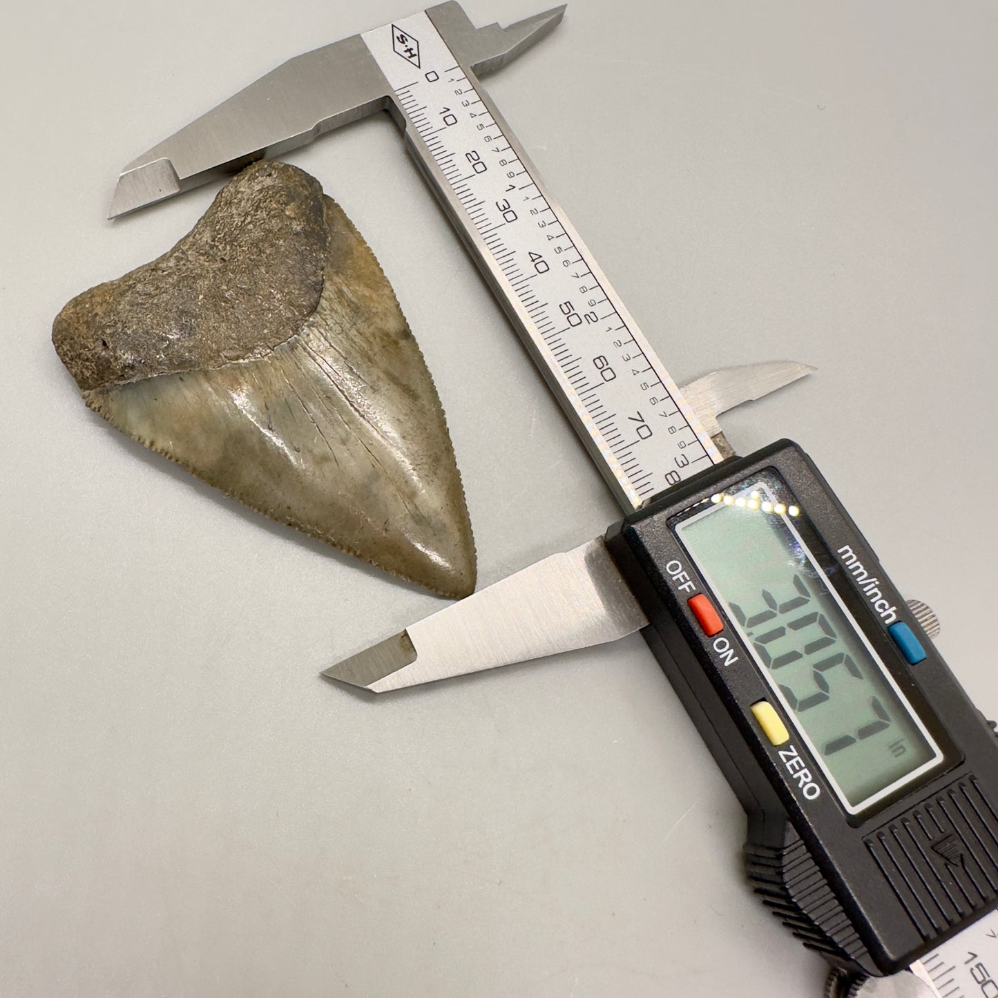 XL Maximum Size Fossil Great White Shark Tooth 3.05" - South Carolina GW1102 - Front with caliper