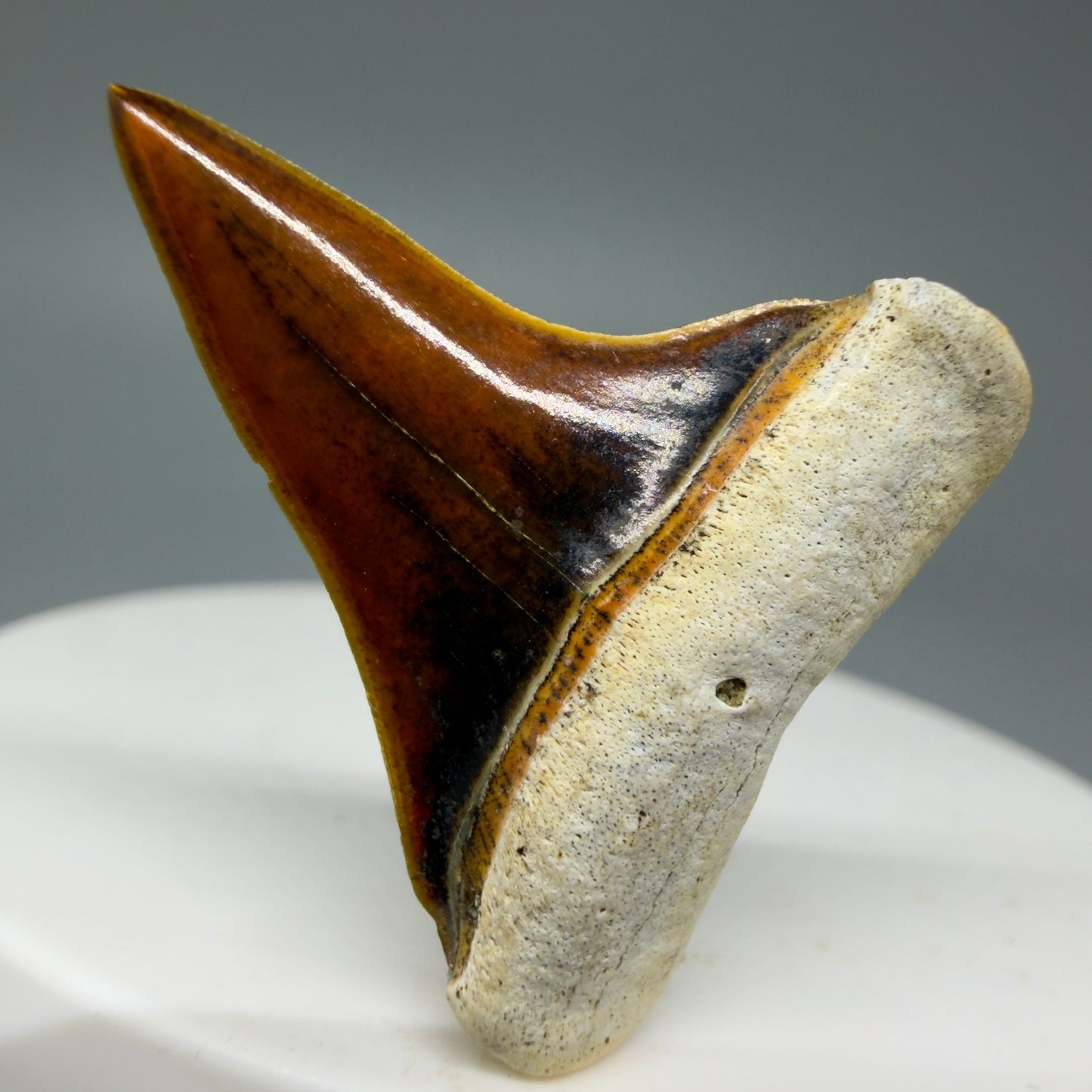 Front View Stunning, high quality 1.27" long Fossil Transitional Great White - Carcharodon hubbelli Tooth from Peru | Fossil for Sale GW1304 - 1 