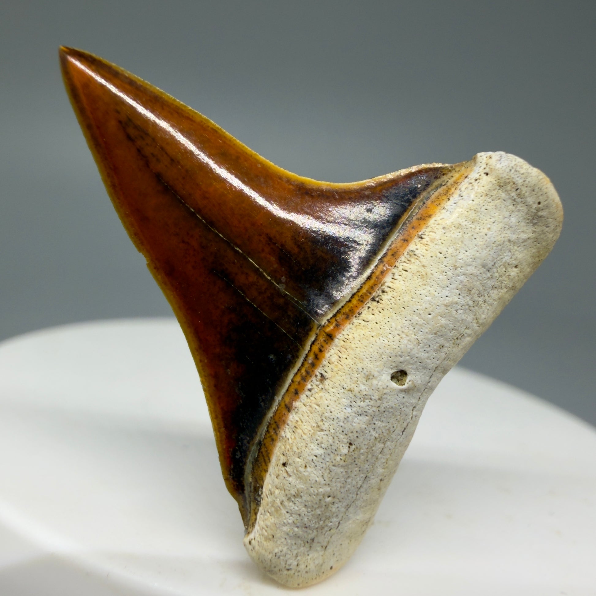 Front View Stunning, high quality 1.27" long Fossil Transitional Great White - Carcharodon hubbelli Tooth from Peru | Fossil for Sale GW1304 - 1 
