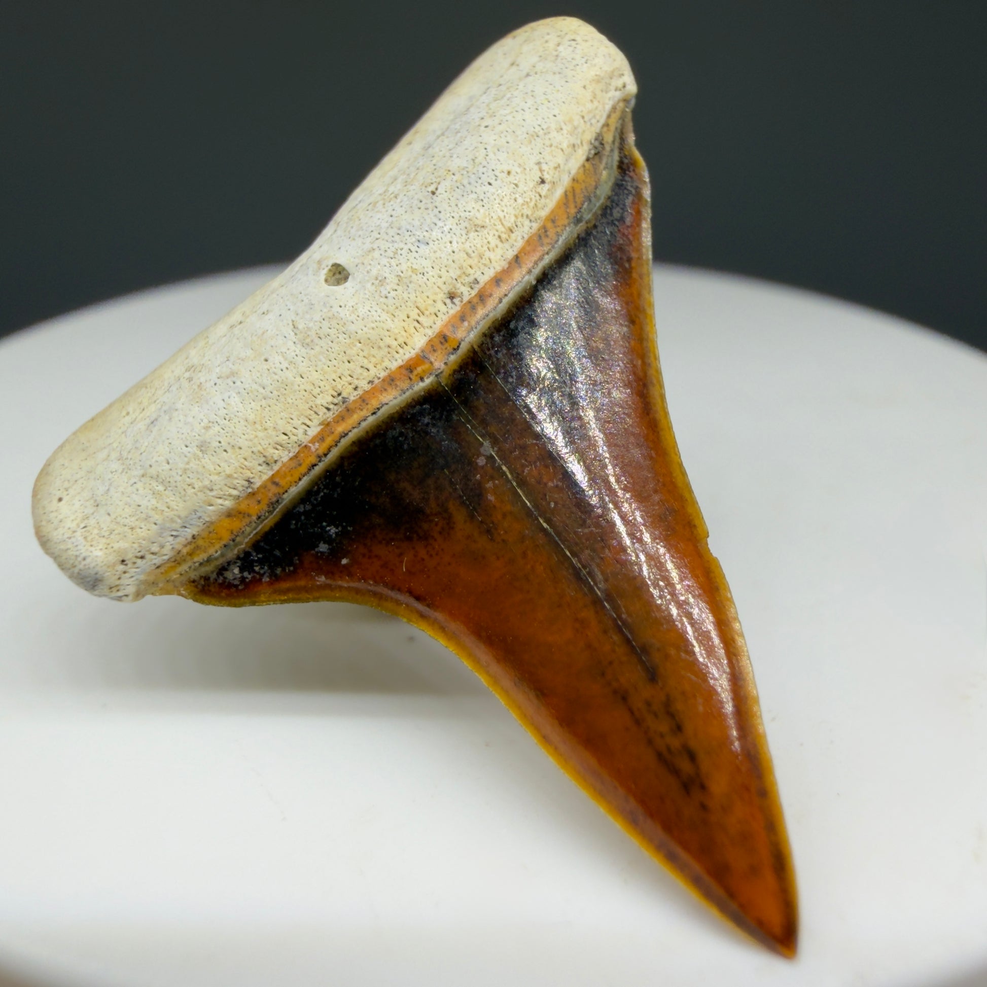 Front Left View Stunning, high quality 1.27" long Fossil Transitional Great White - Carcharodon hubbelli Tooth from Peru | Fossil for Sale GW1304