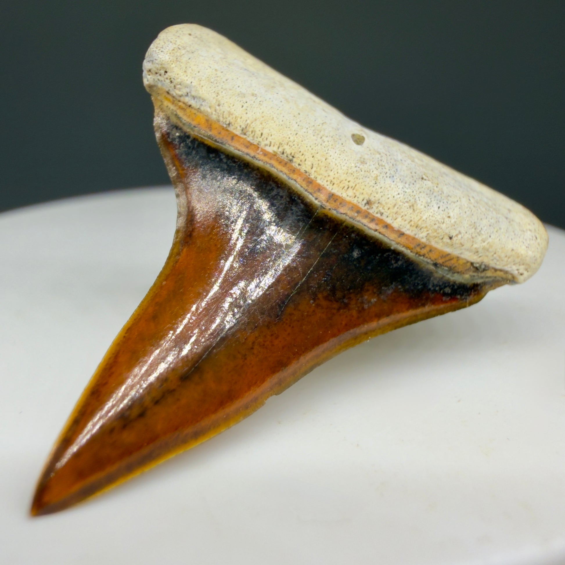 Front Right View Stunning, high quality 1.27" long Fossil Transitional Great White - Carcharodon hubbelli Tooth from Peru | Fossil for Sale GW1304