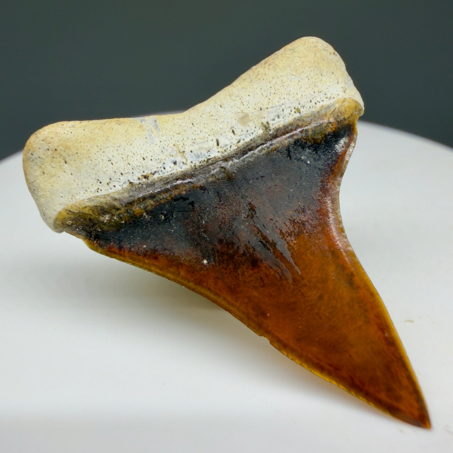 Back Left View Stunning, high quality 1.27" long Fossil Transitional Great White - Carcharodon hubbelli Tooth from Peru | Fossil for Sale GW1304