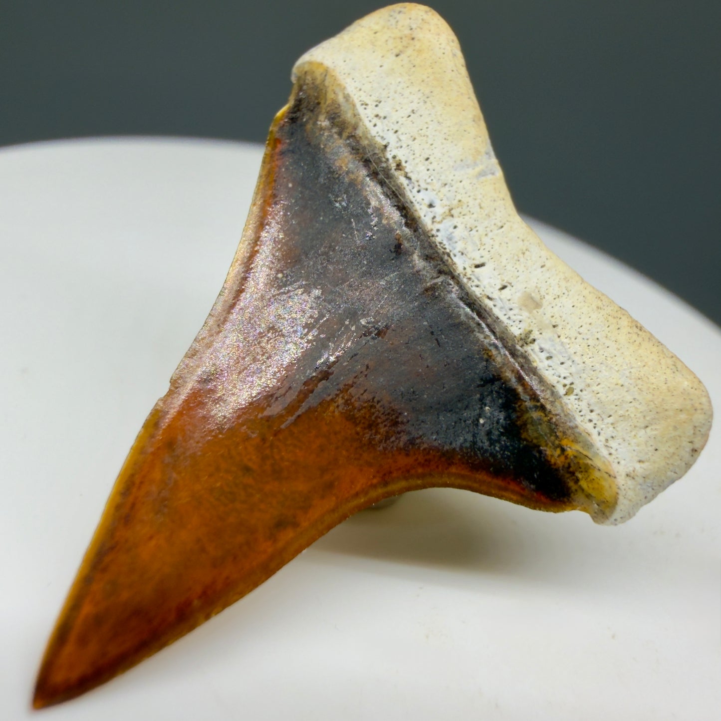 Back Right View Stunning, high quality 1.27" long Fossil Transitional Great White - Carcharodon hubbelli Tooth from Peru | Fossil for Sale GW1304