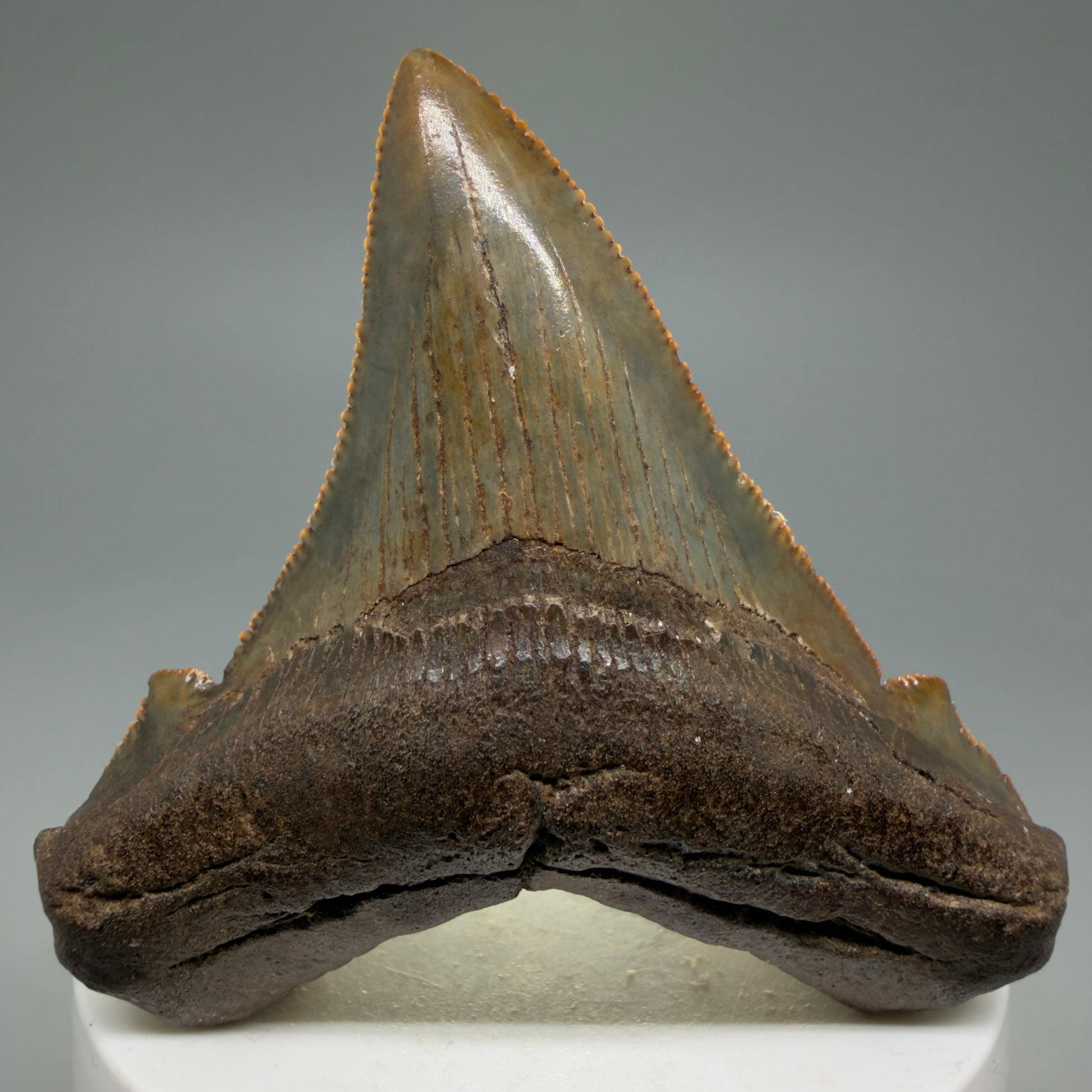 Front View Gorgeous colors 2.71" Serrated Fossil Carcharocles angustidens Shark Tooth from South Carolina AN466 - 3