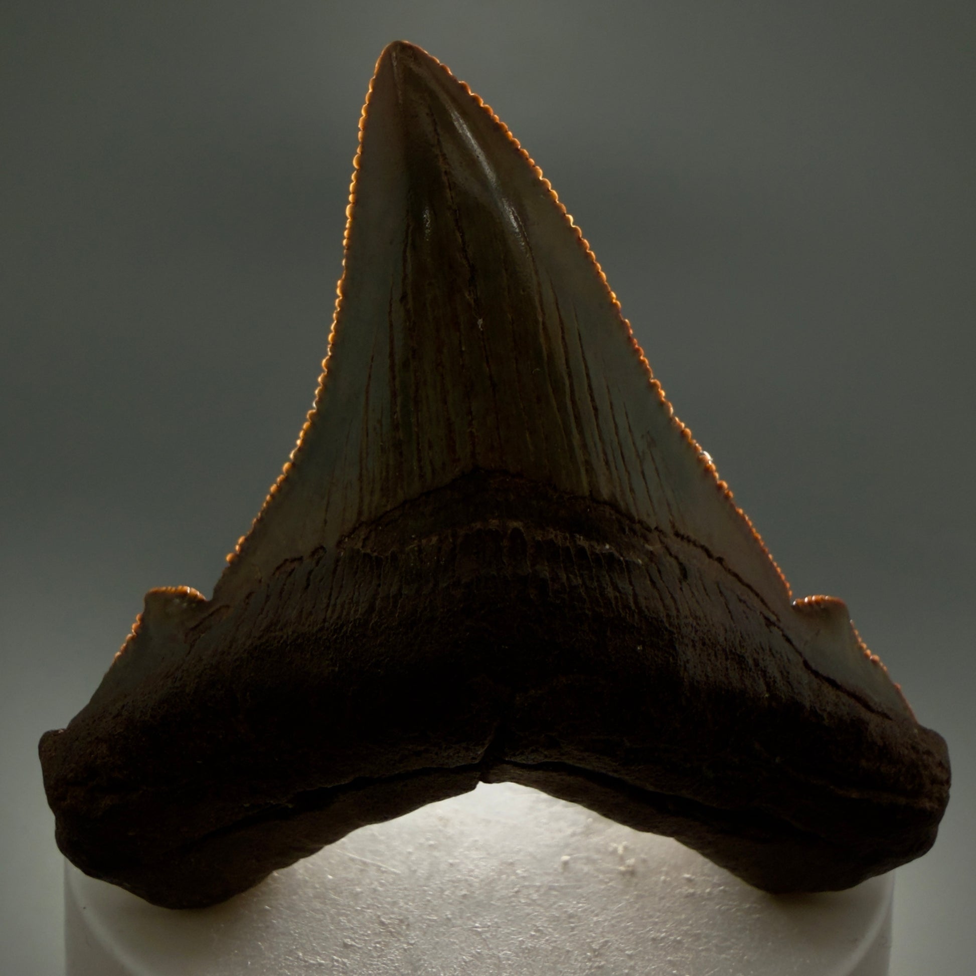 Front View Gorgeous colors 2.71" Serrated Fossil Carcharocles angustidens Shark Tooth from South Carolina AN466 - 1