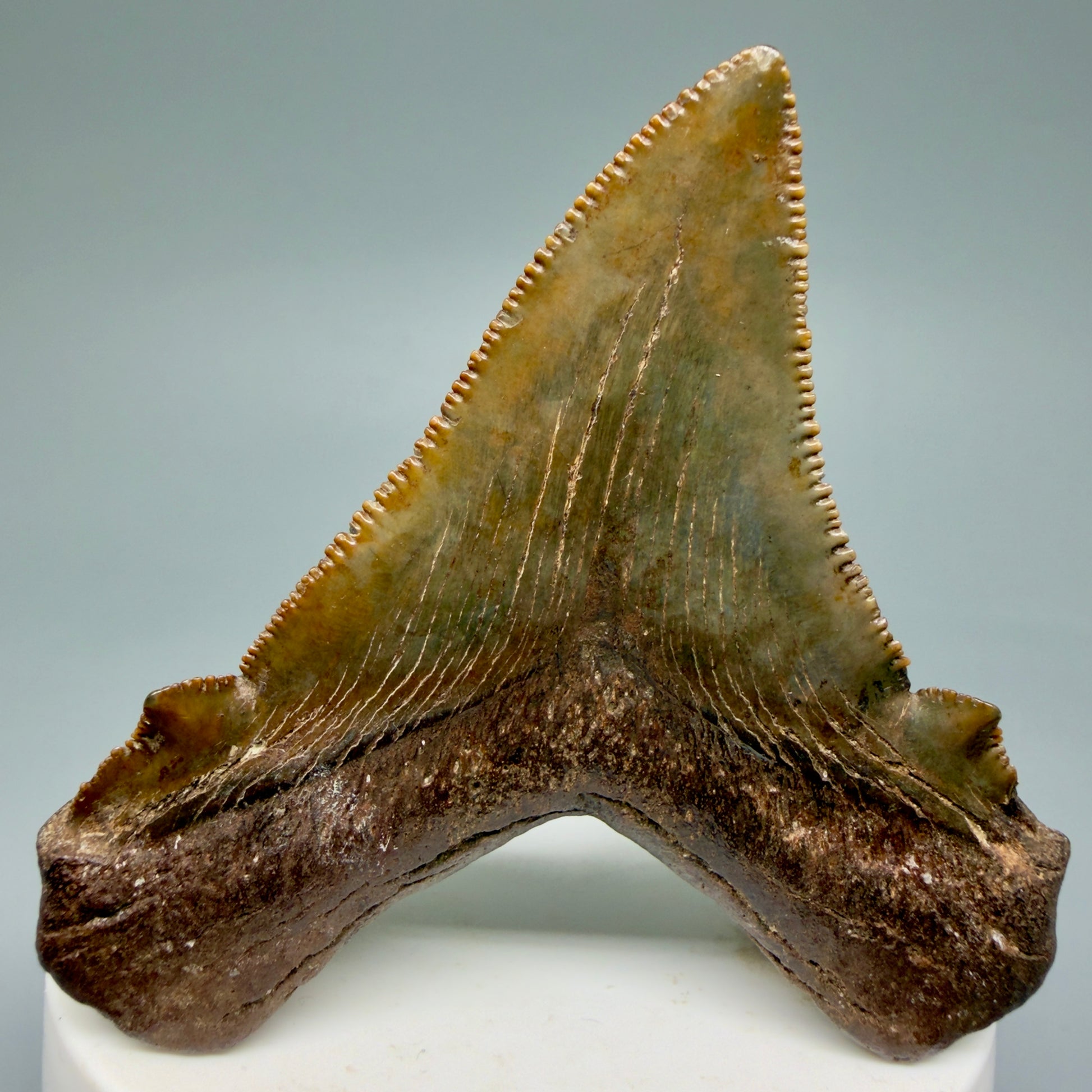 Back View Gorgeous colors 2.71" Serrated Fossil Carcharocles angustidens Shark Tooth from South Carolina AN466