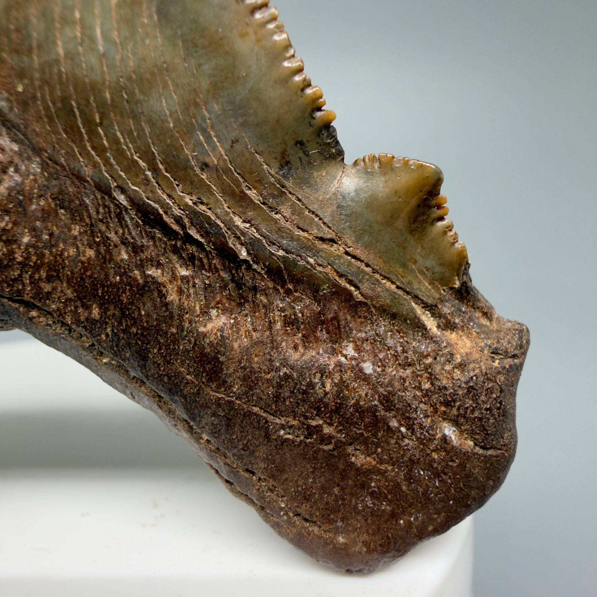 Cusp Details View Gorgeous colors 2.71" Serrated Fossil Carcharocles angustidens Shark Tooth from South Carolina AN466
