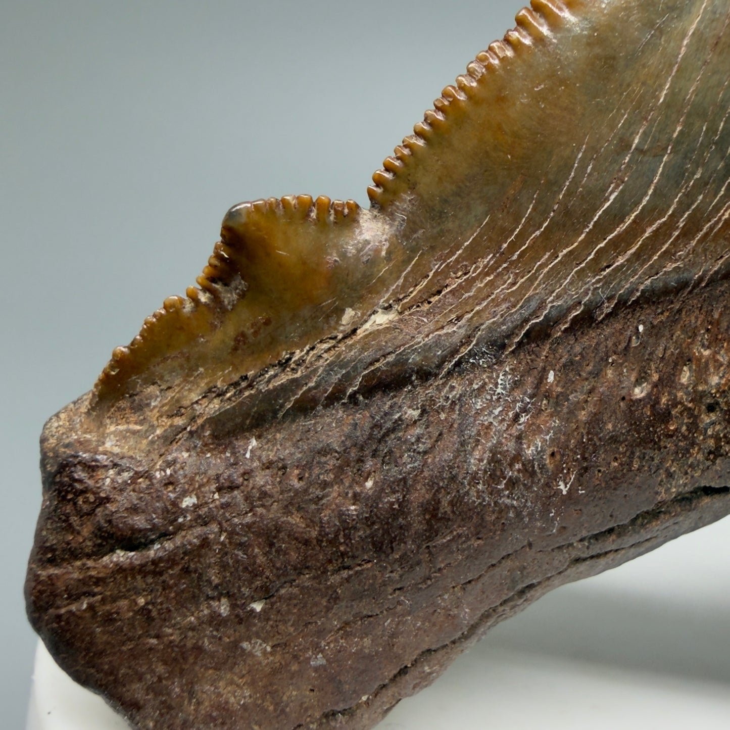 Cusp Details View Gorgeous colors 2.71" Serrated Fossil Carcharocles angustidens Shark Tooth from South Carolina AN466 - 1