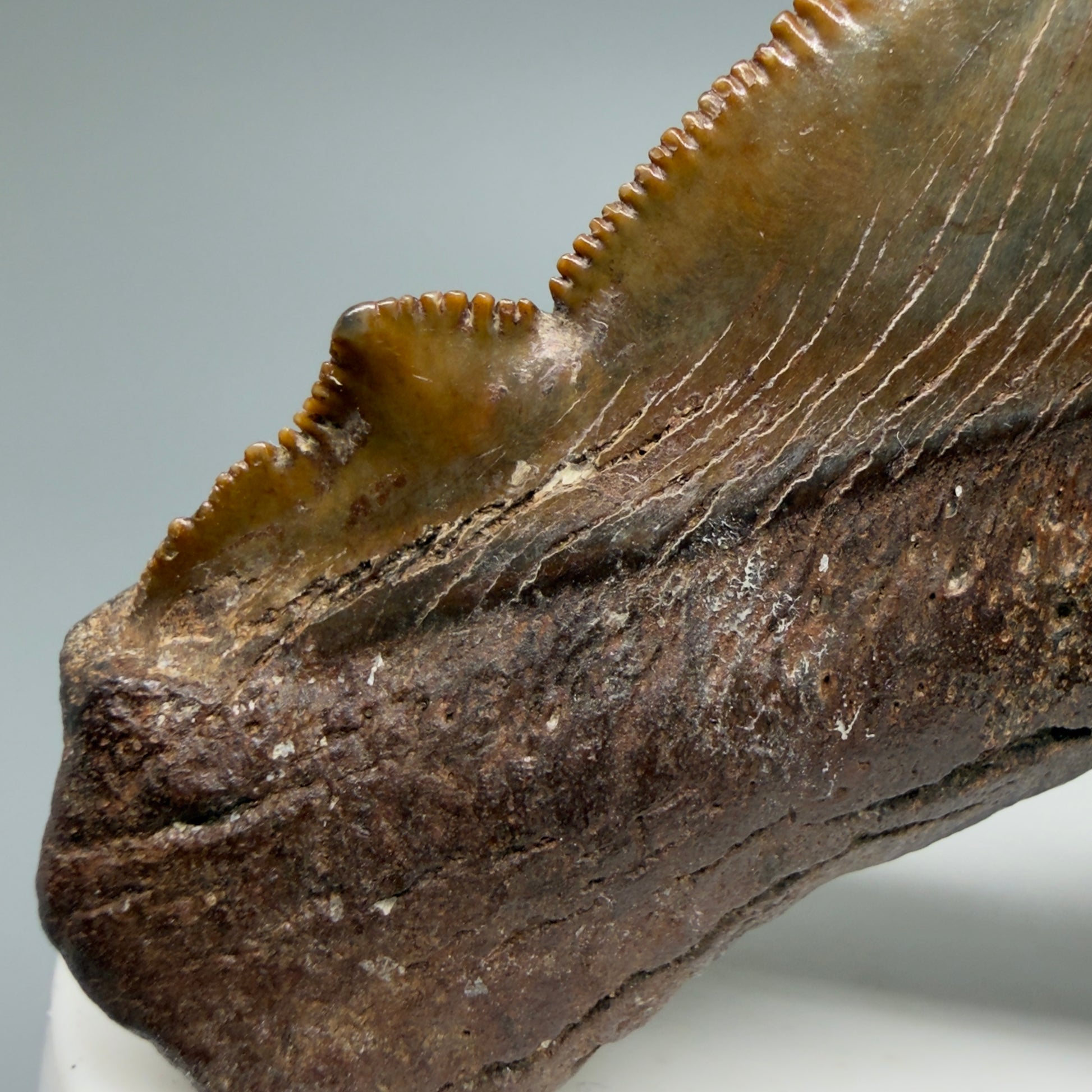 Cusp Details View Gorgeous colors 2.71" Serrated Fossil Carcharocles angustidens Shark Tooth from South Carolina AN466 - 1