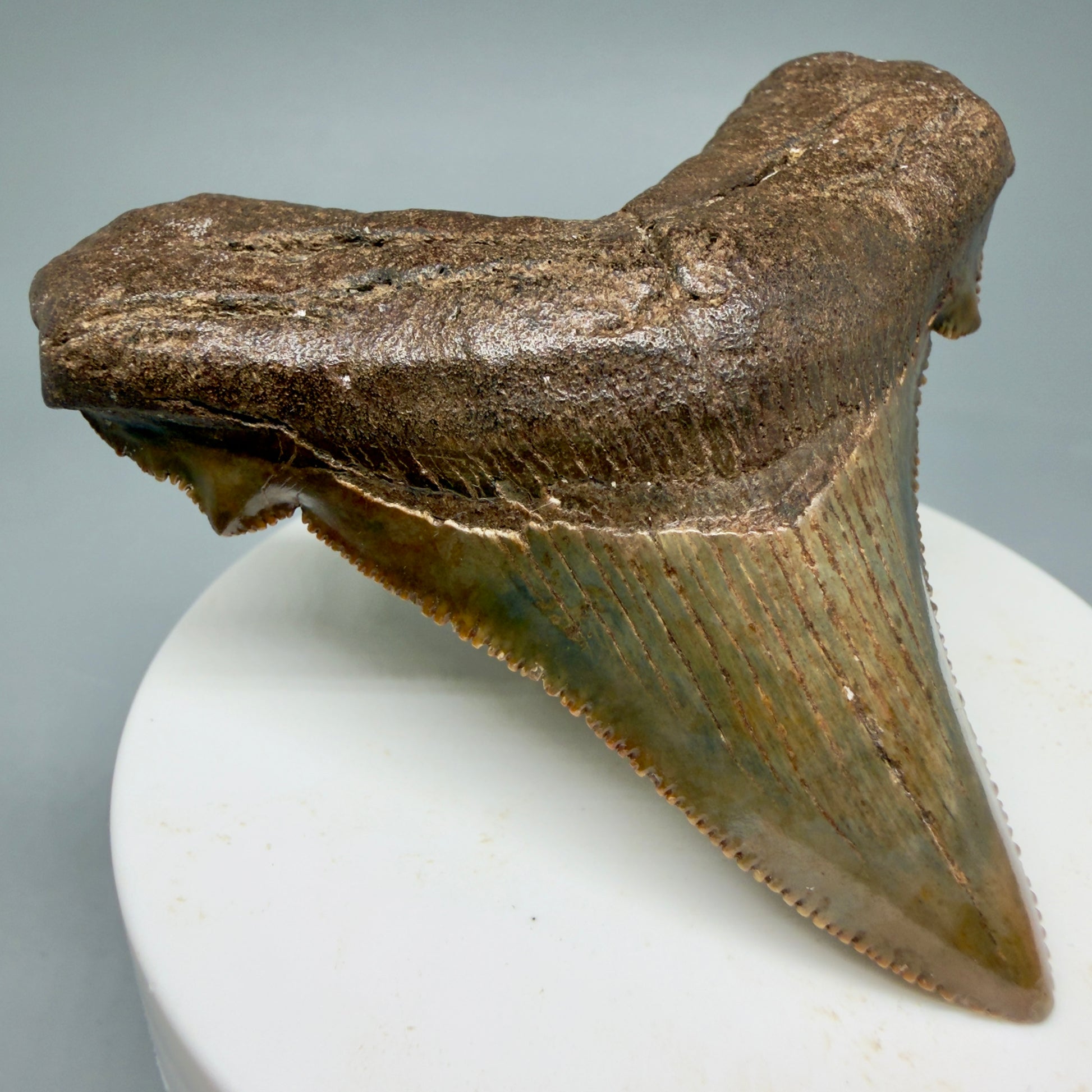 Front Left View Gorgeous colors 2.71" Serrated Fossil Carcharocles angustidens Shark Tooth from South Carolina AN466