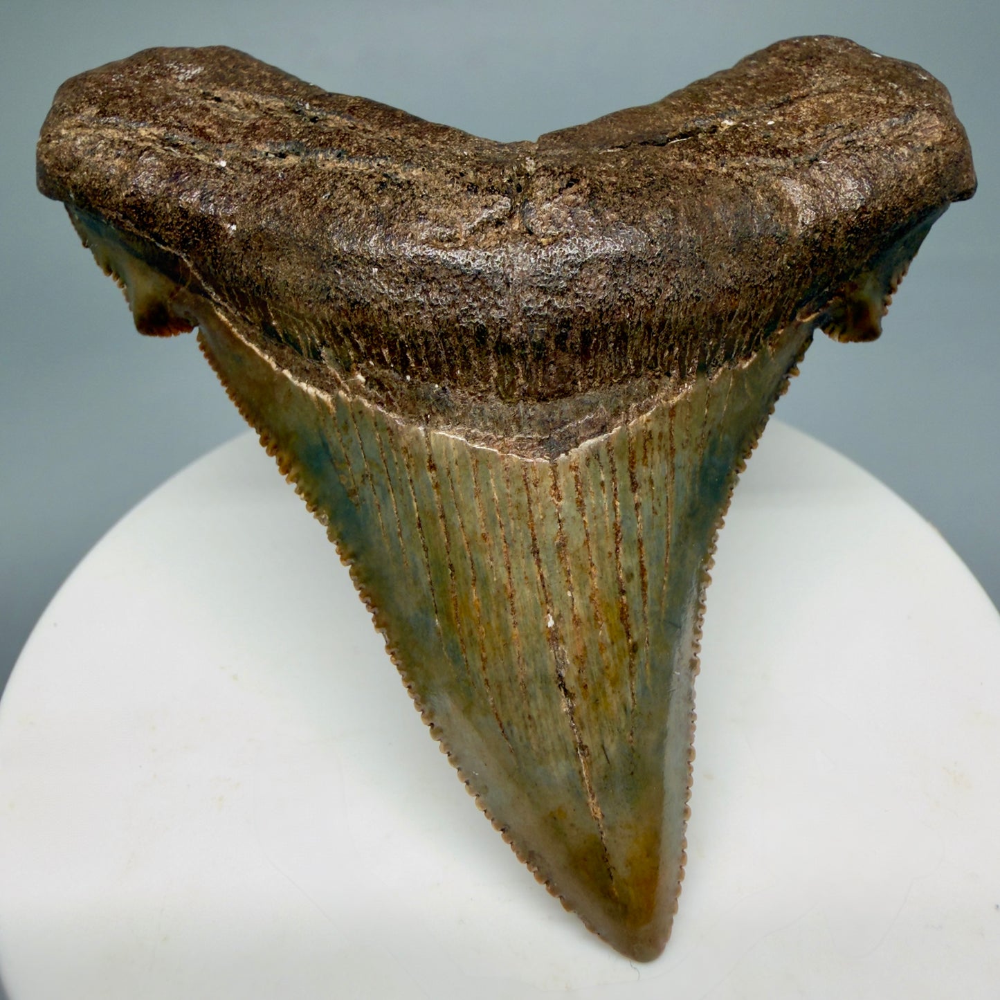Front View Gorgeous colors 2.71" Serrated Fossil Carcharocles angustidens Shark Tooth from South Carolina AN466 - 2
