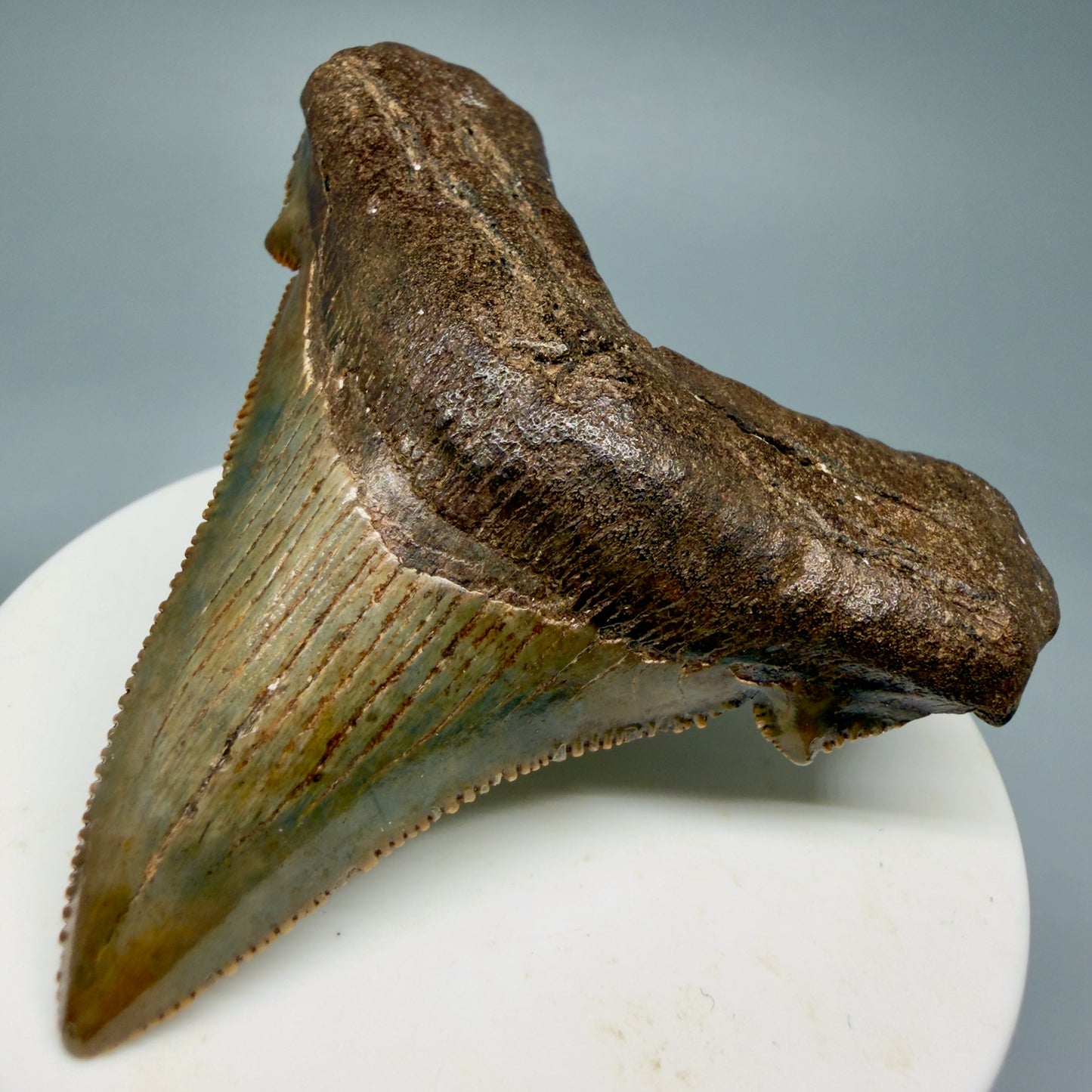 Front Right View Gorgeous colors 2.71" Serrated Fossil Carcharocles angustidens Shark Tooth from South Carolina AN466