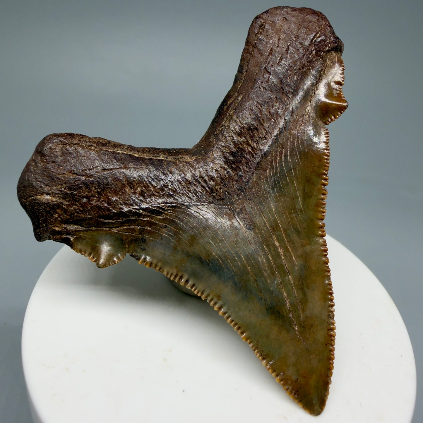 Back Left View Gorgeous colors 2.71" Serrated Fossil Carcharocles angustidens Shark Tooth from South Carolina AN466
