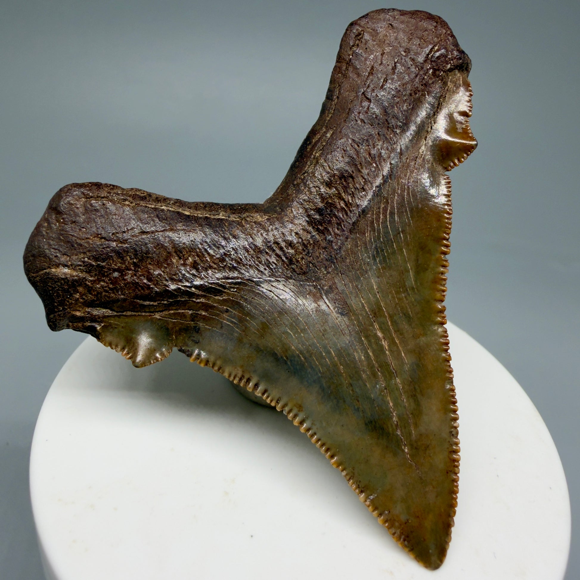 Back Left View Gorgeous colors 2.71" Serrated Fossil Carcharocles angustidens Shark Tooth from South Carolina AN466