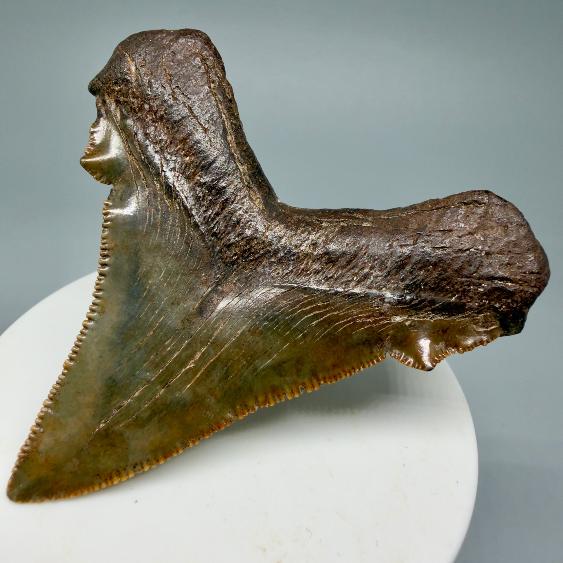 Back Right View Gorgeous colors 2.71" Serrated Fossil Carcharocles angustidens Shark Tooth from South Carolina AN466