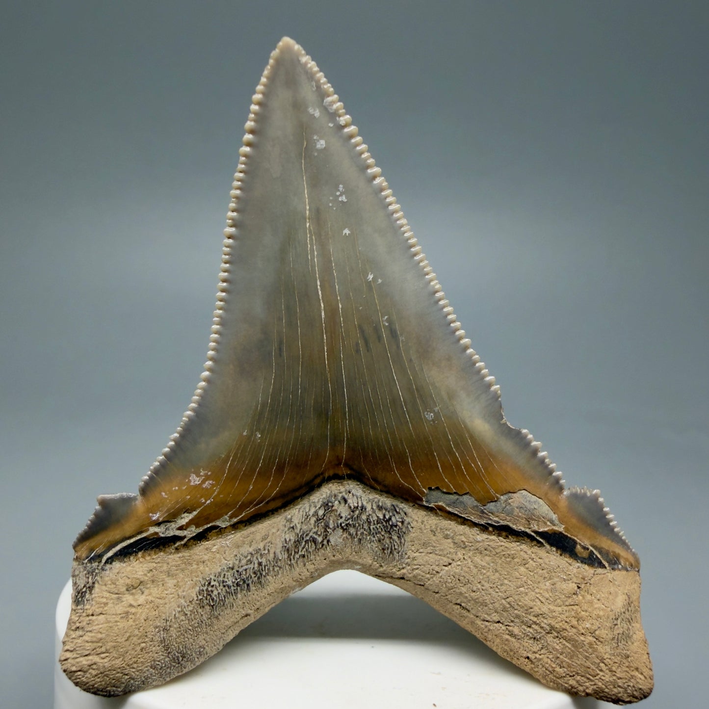 Back View 2.71" Fossil Carcharocles angustidens Shark Tooth from Charleston, South Carolina AN465