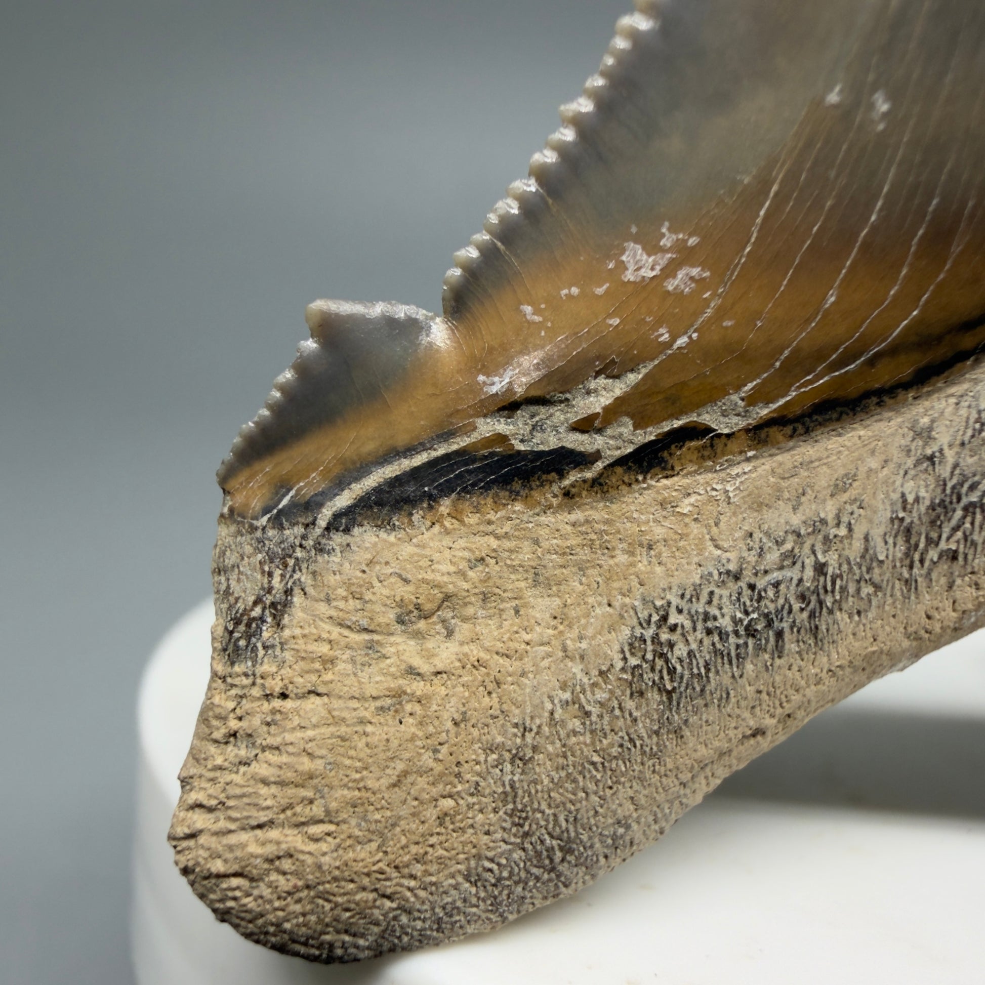 Left Cusp View 2.71" Fossil Carcharocles angustidens Shark Tooth from Charleston, South Carolina AN465