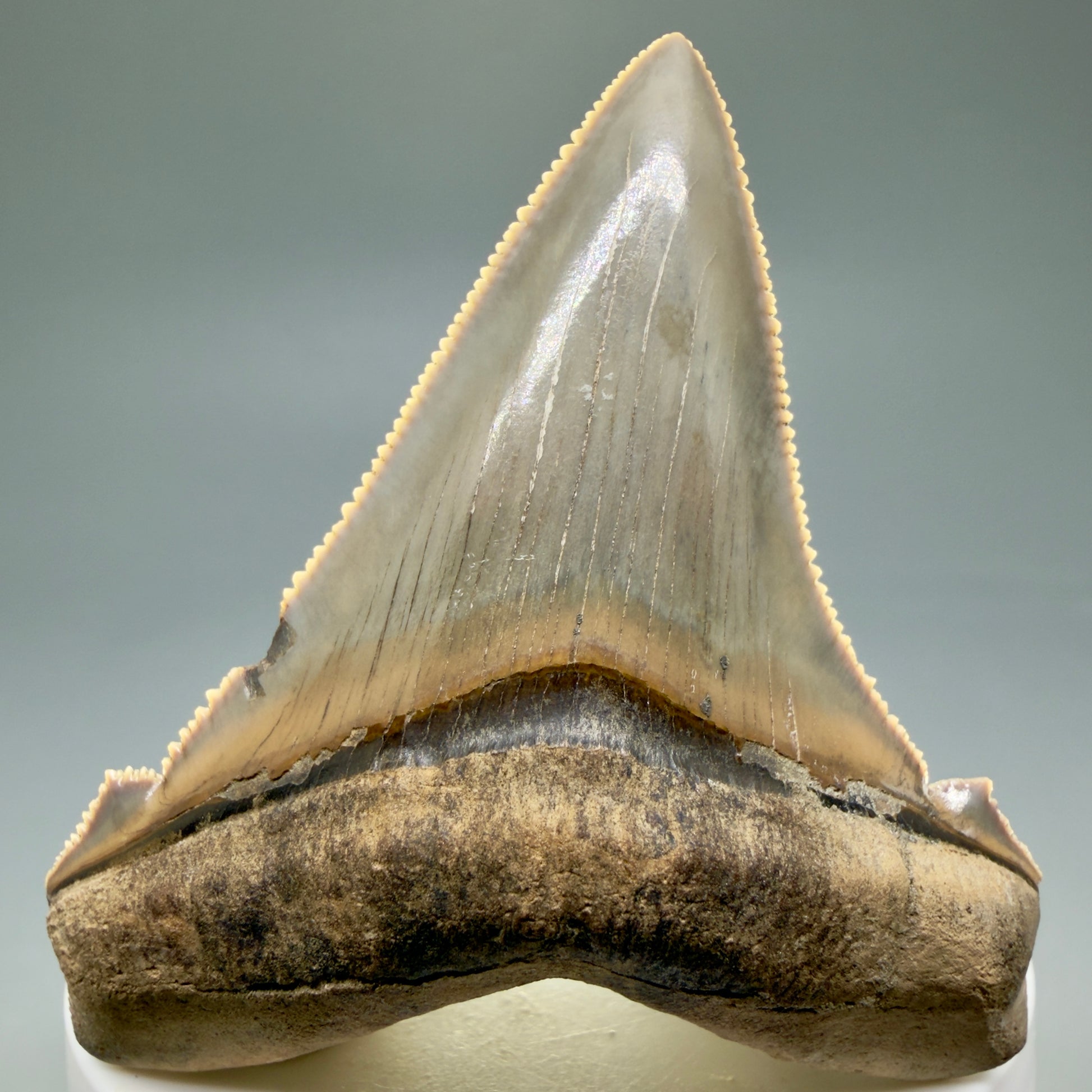 Front View 2.71" Fossil Carcharocles angustidens Shark Tooth from Charleston, South Carolina AN465 - 2