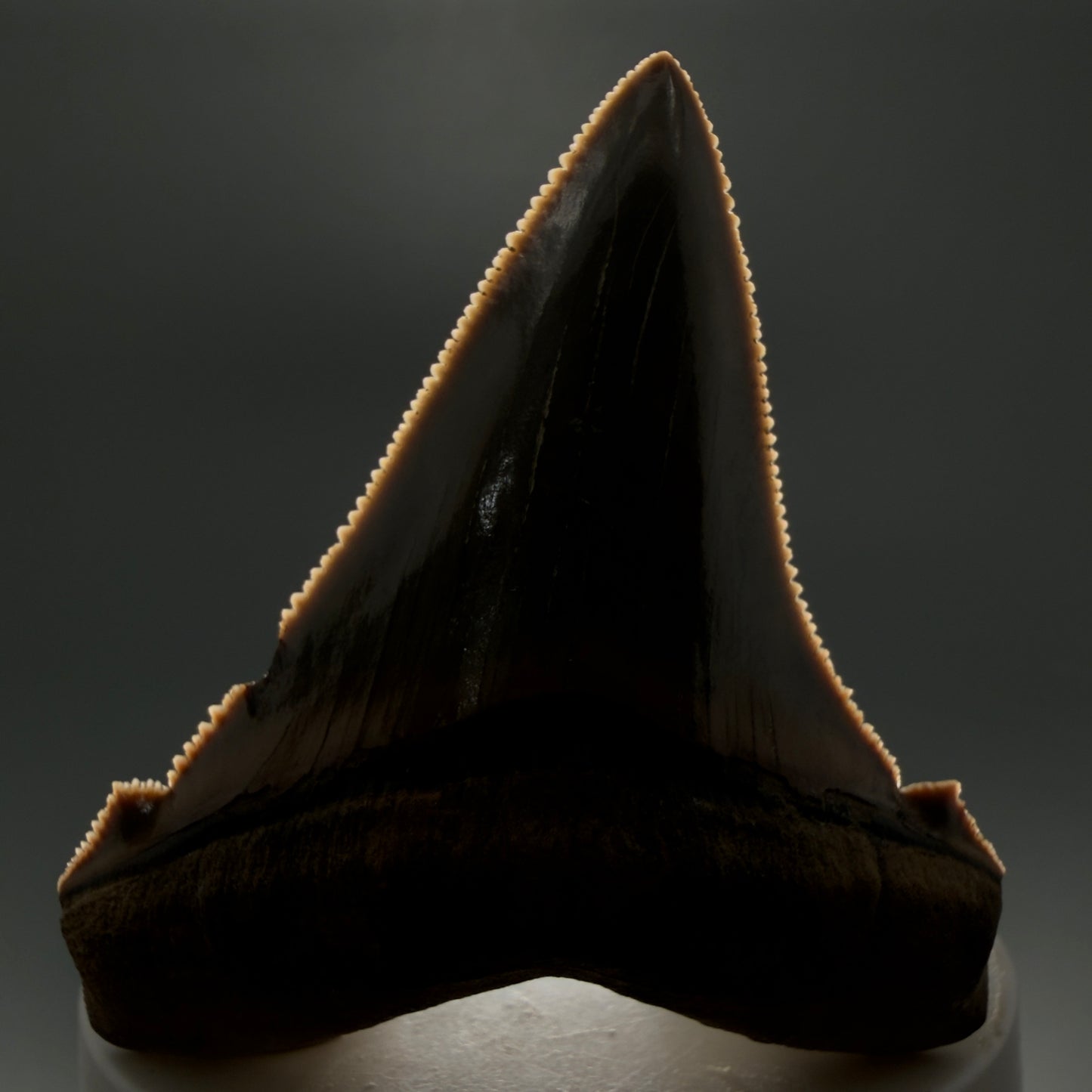 Front View 2.71" Fossil Carcharocles angustidens Shark Tooth from Charleston, South Carolina AN465 - 1
