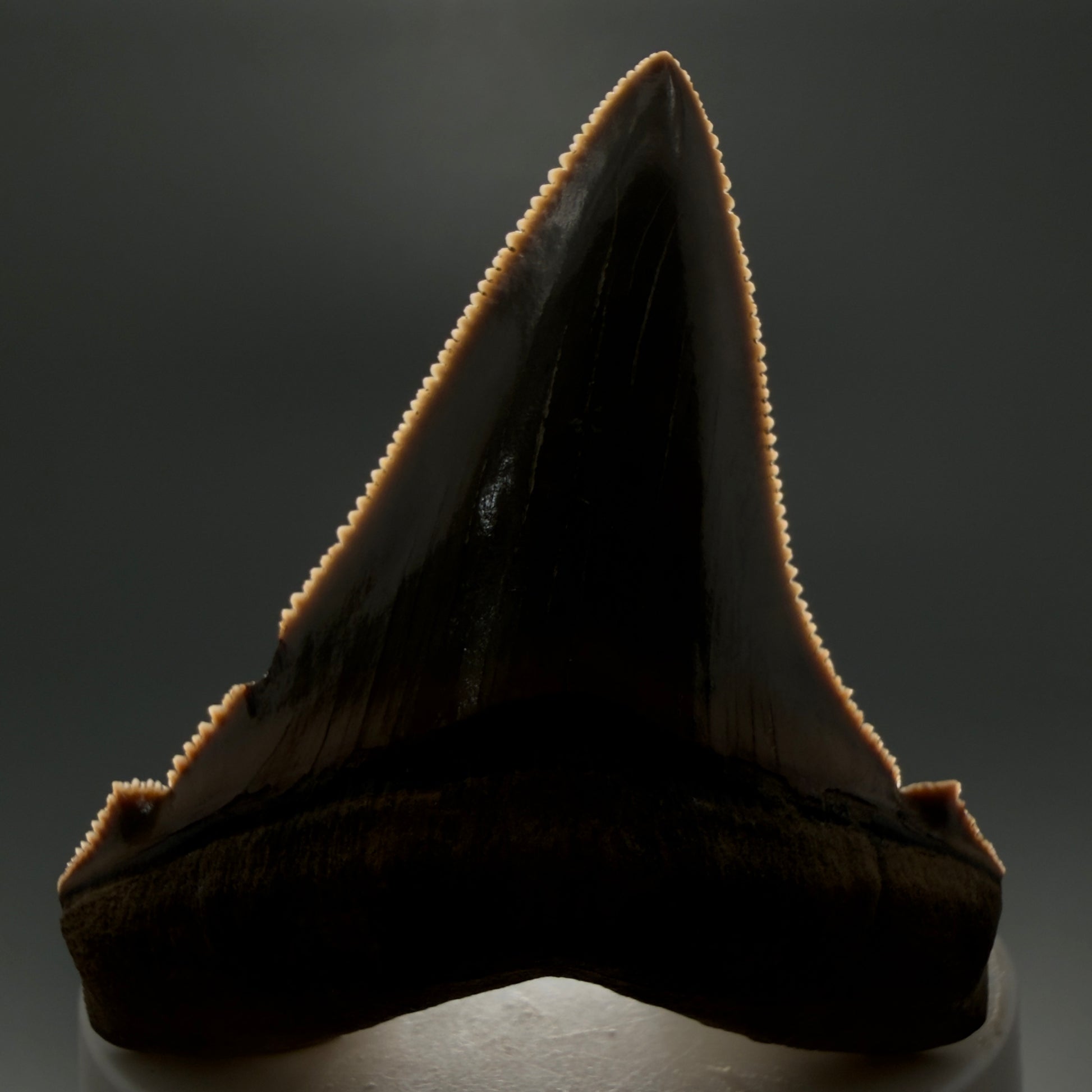 Front View 2.71" Fossil Carcharocles angustidens Shark Tooth from Charleston, South Carolina AN465 - 1