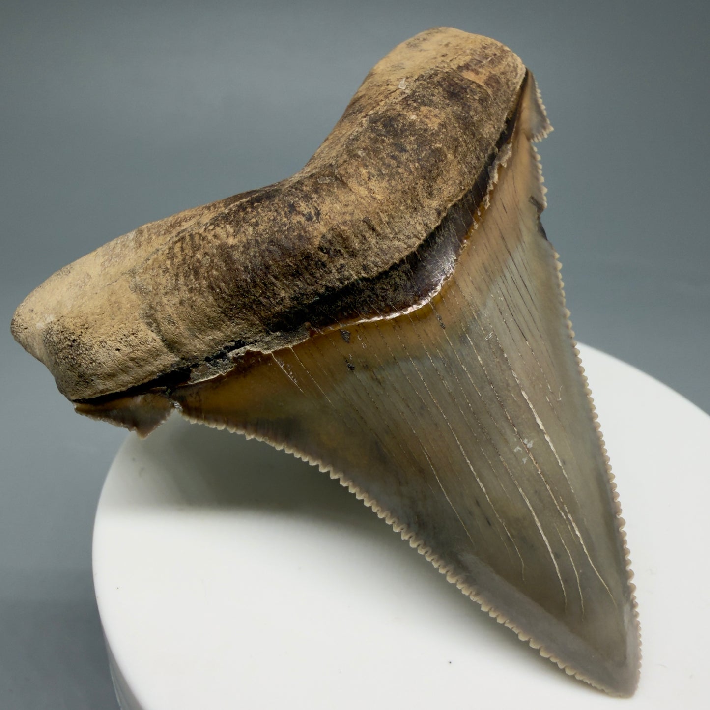 Front Left View 2.71" Fossil Carcharocles angustidens Shark Tooth from Charleston, South Carolina AN465