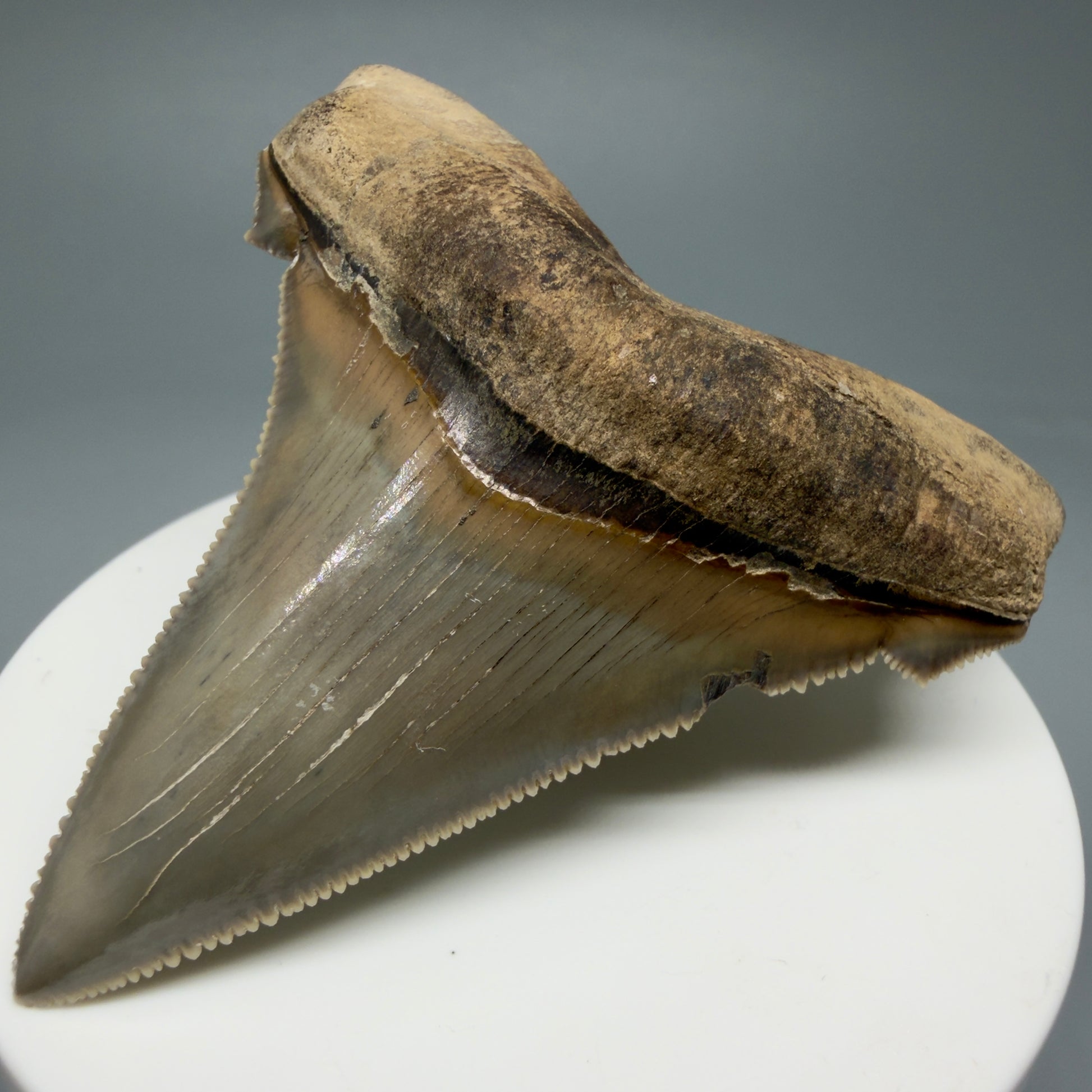 Front Right View 2.71" Fossil Carcharocles angustidens Shark Tooth from Charleston, South Carolina AN465