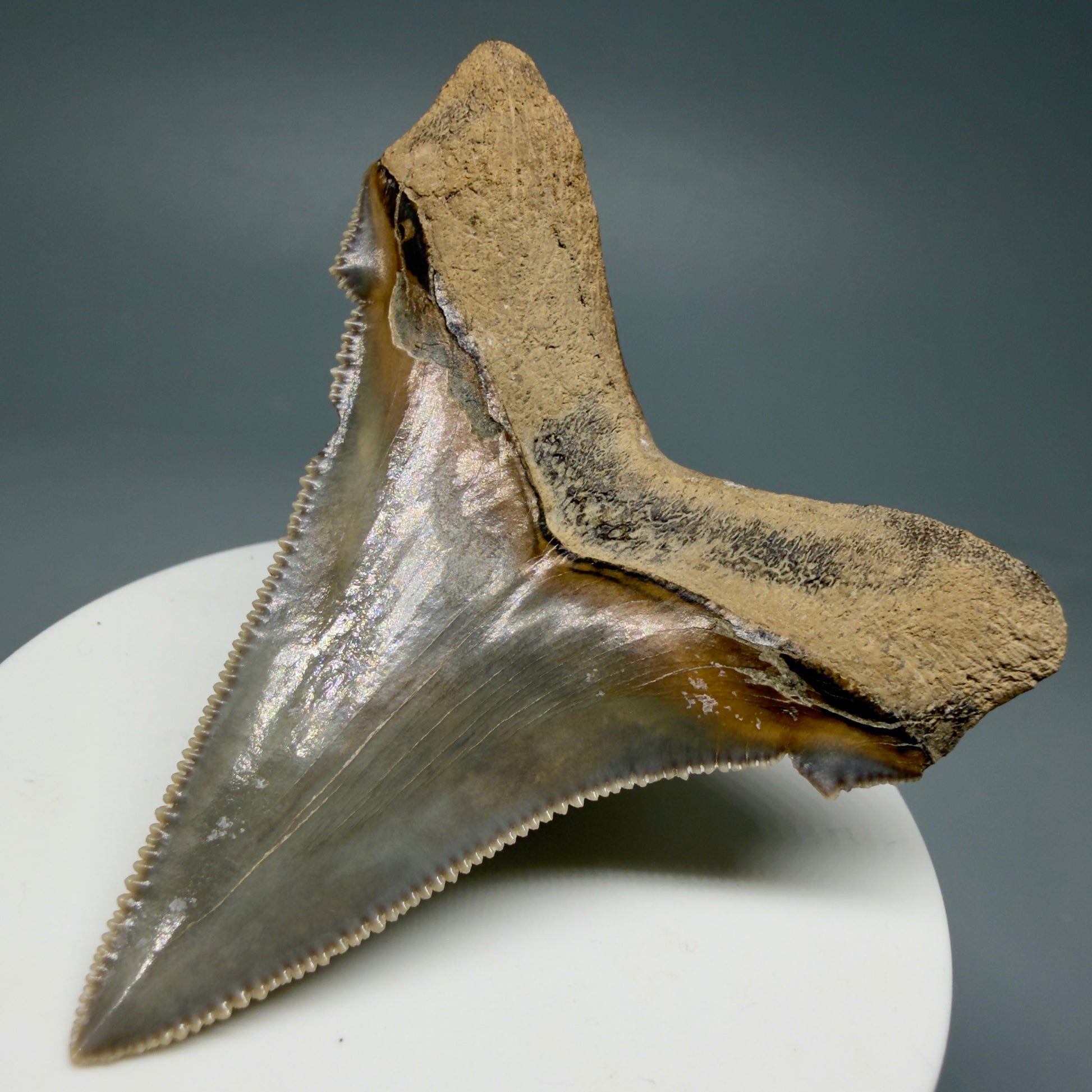 Back Right View 2.71" Fossil Carcharocles angustidens Shark Tooth from Charleston, South Carolina AN465