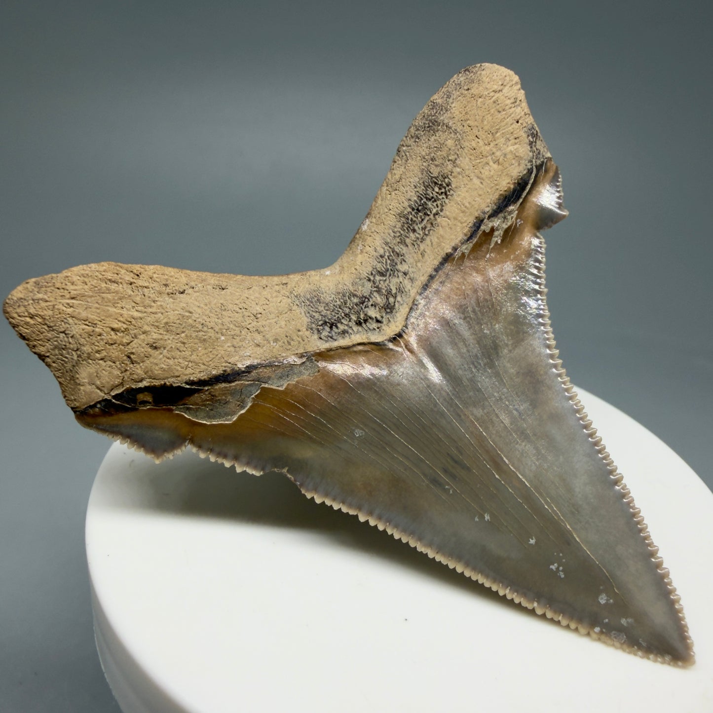 Back Left View 2.71" Fossil Carcharocles angustidens Shark Tooth from Charleston, South Carolina AN465