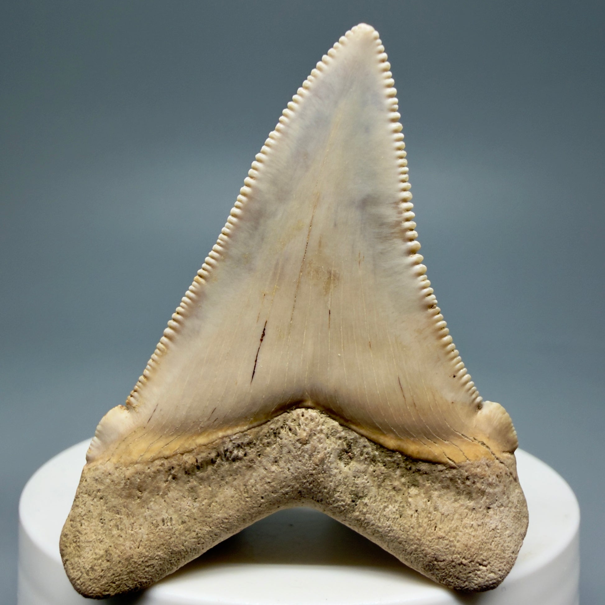 Back View 2.07" Fossil Carcharocles angustidens Shark Tooth from Summerville, South Carolina AN462