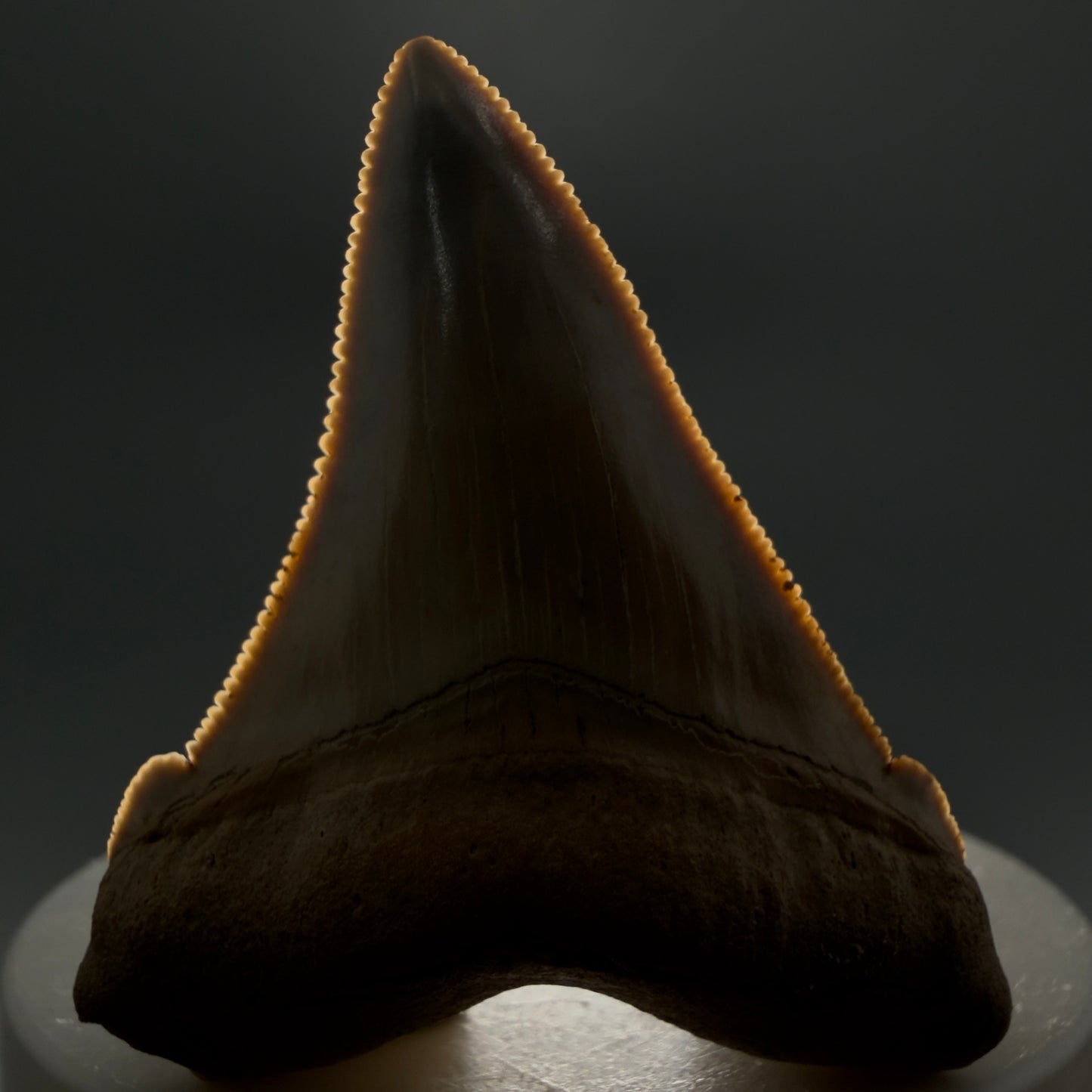 Front View 2.07" Fossil Carcharocles angustidens Shark Tooth from Summerville, South Carolina AN462 - 2
