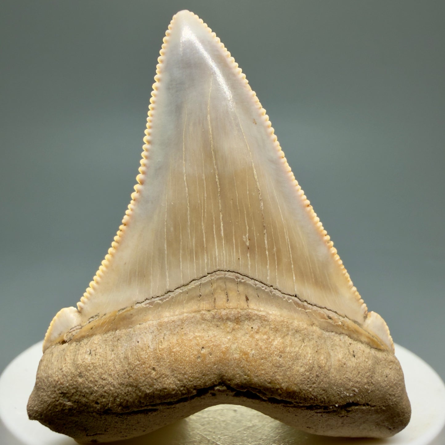 Front View 2.07" Fossil Carcharocles angustidens Shark Tooth from Summerville, South Carolina AN462 - 3