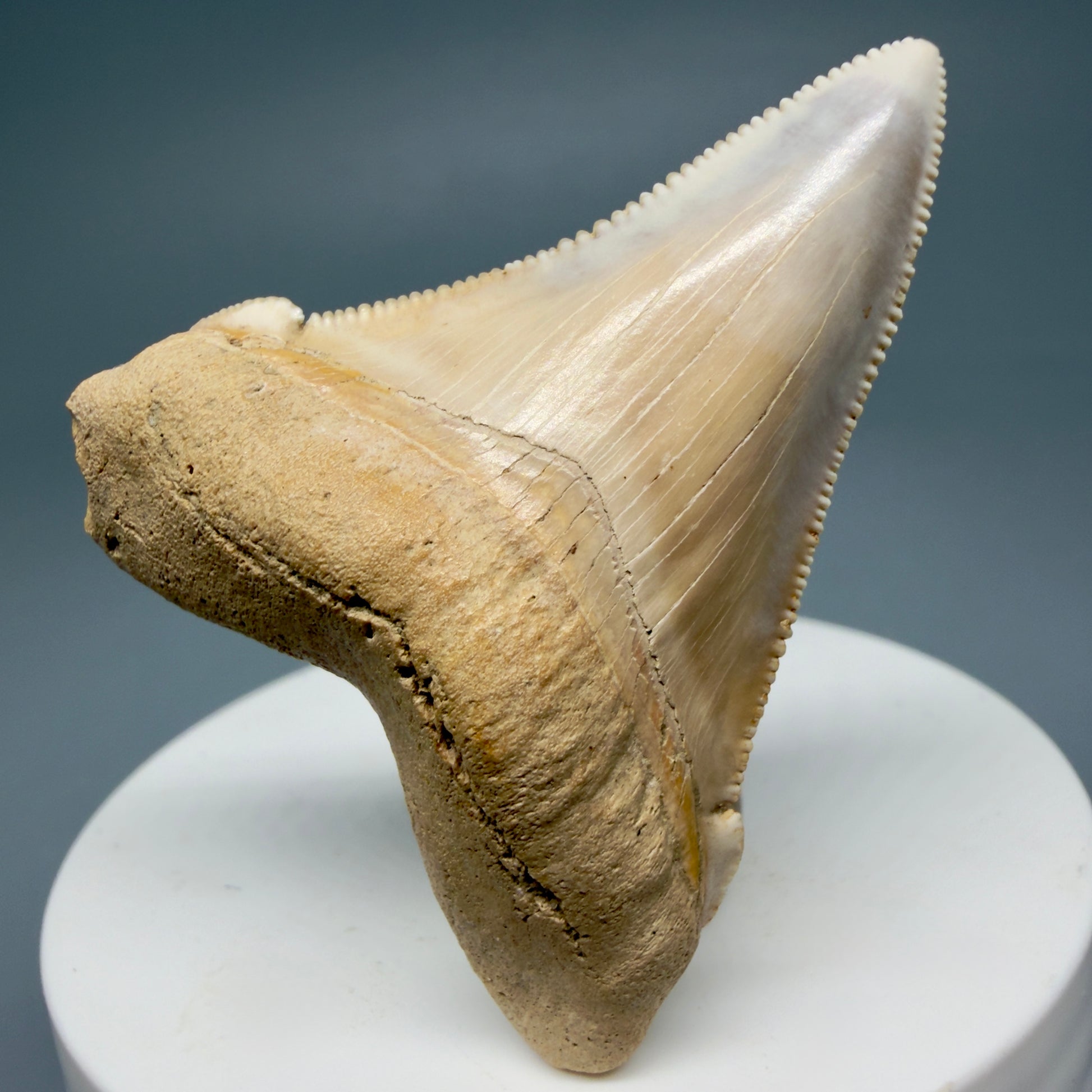 Front View 2.07" Fossil Carcharocles angustidens Shark Tooth from Summerville, South Carolina AN462 - 1