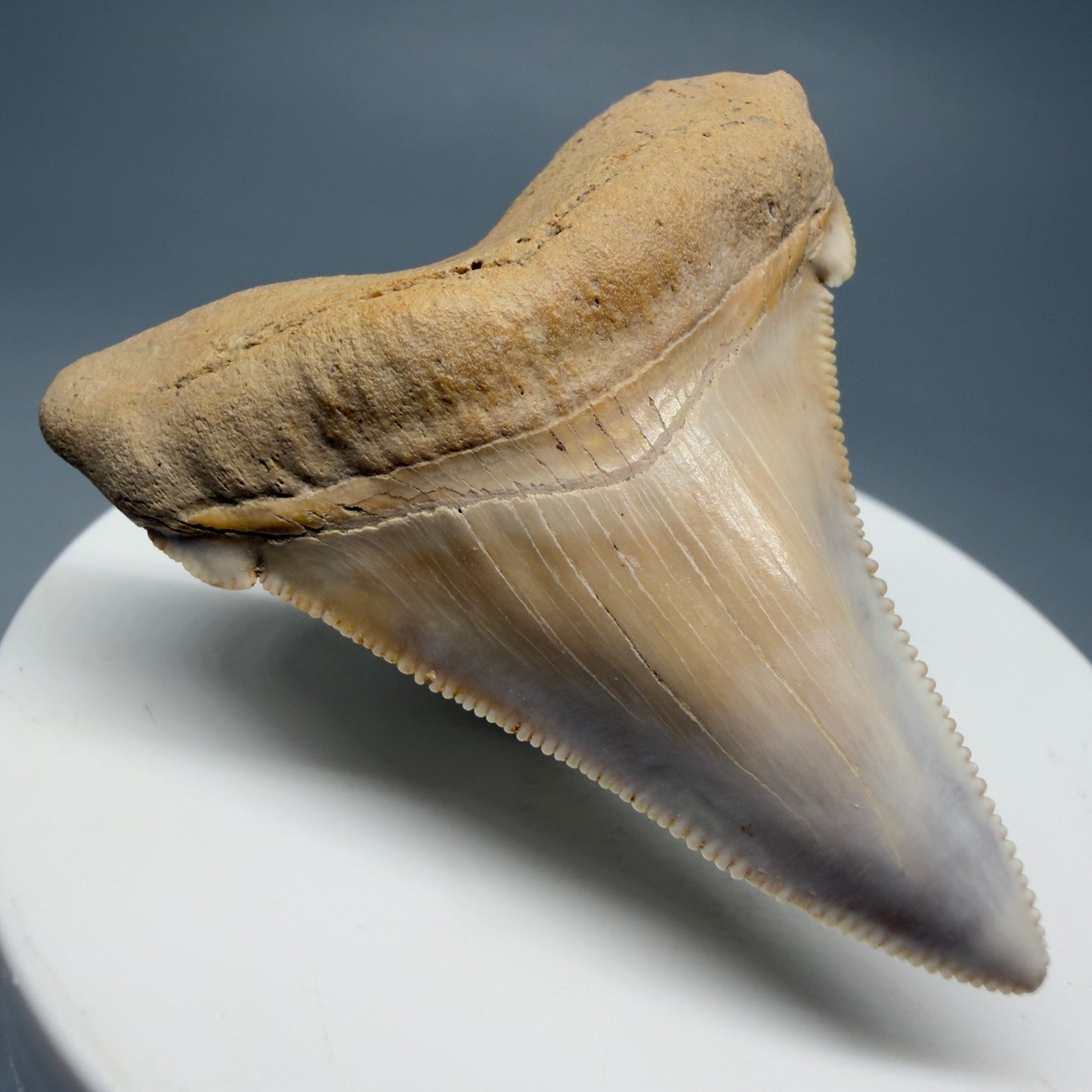 Front Left View 2.07" Fossil Carcharocles angustidens Shark Tooth from Summerville, South Carolina AN462