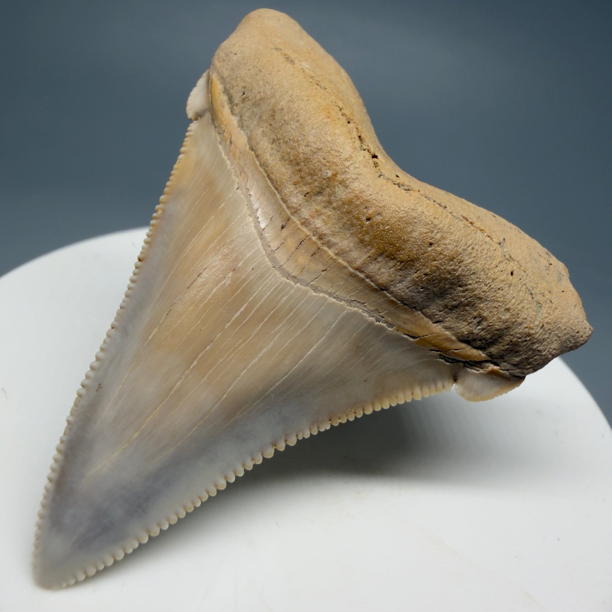 Front Right View 2.07" Fossil Carcharocles angustidens Shark Tooth from Summerville, South Carolina AN462