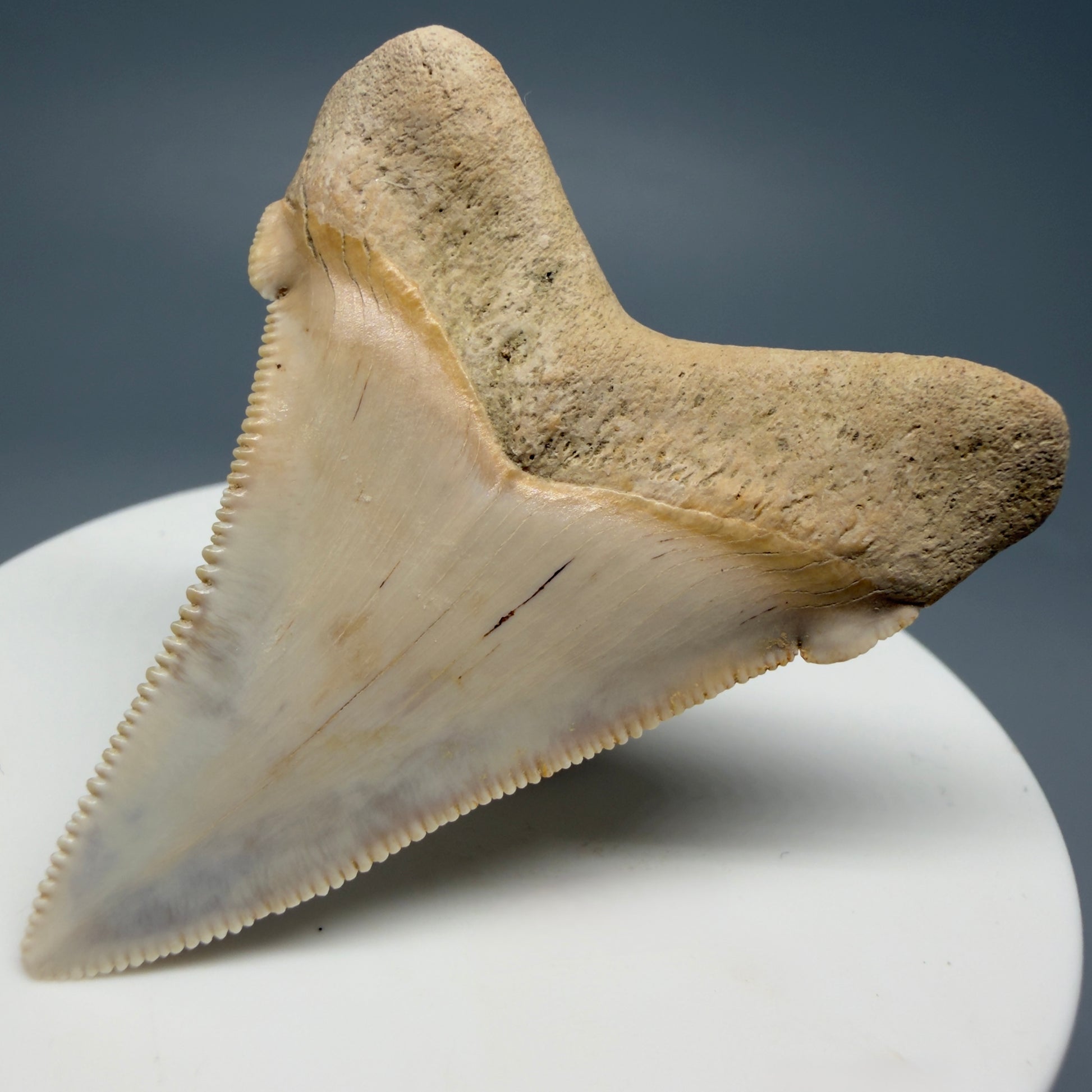 Back Right View 2.07" Fossil Carcharocles angustidens Shark Tooth from Summerville, South Carolina AN462