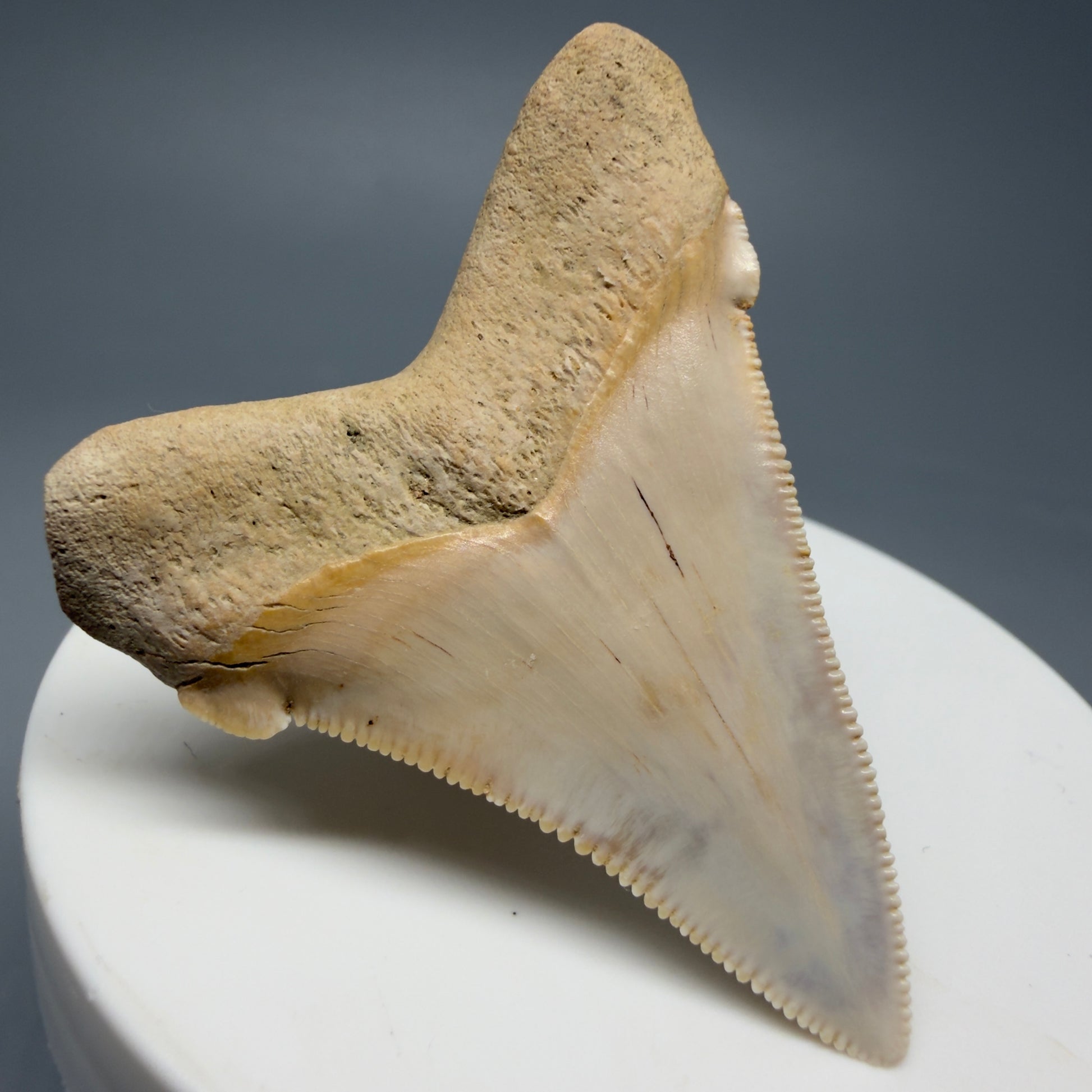 Back Left View 2.07" Fossil Carcharocles angustidens Shark Tooth from Summerville, South Carolina AN462