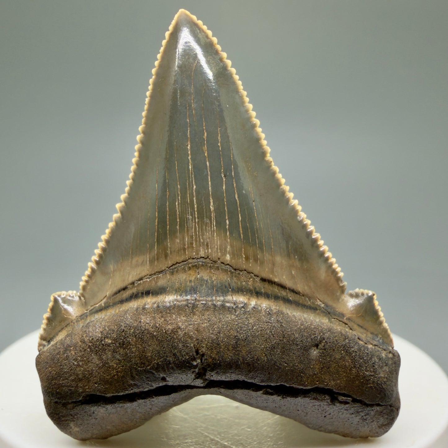 Front View 1.94" Fossil Carcharocles angustidens Shark Tooth from Charleston, South Carolina AN464 - 2