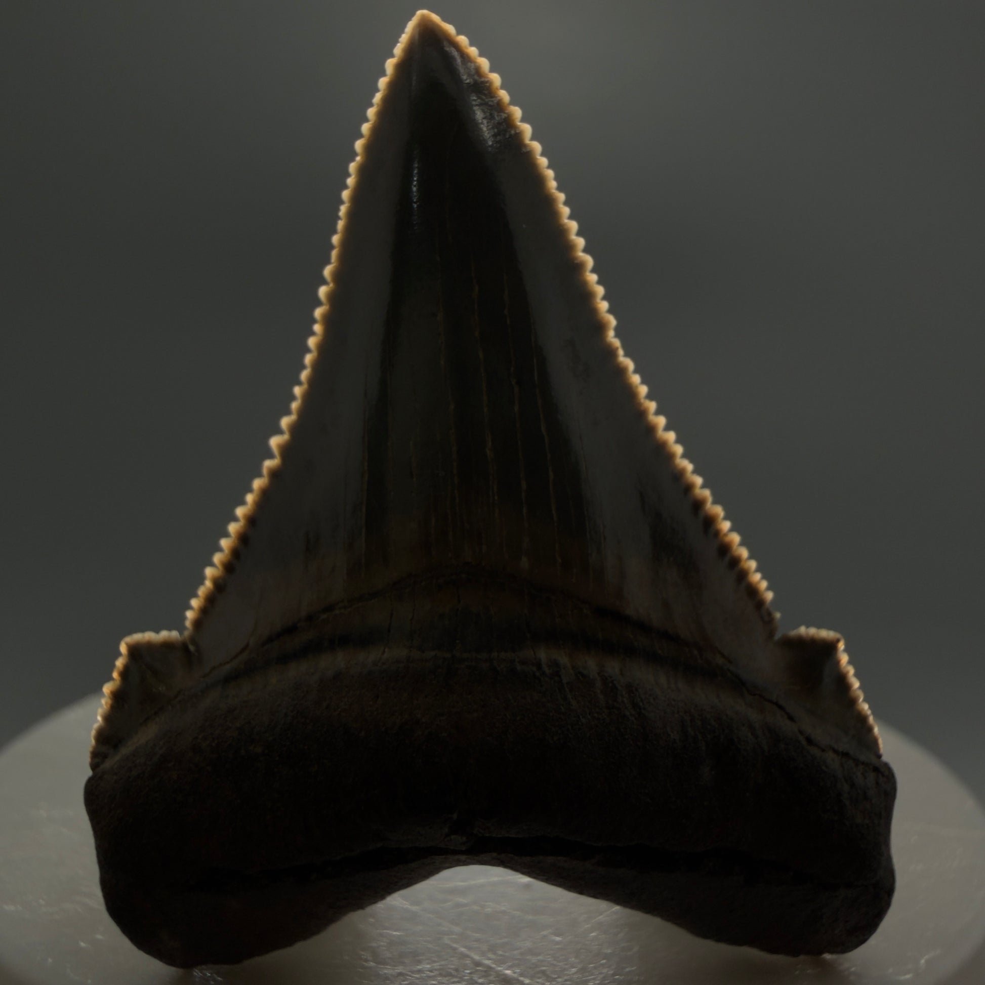 Front View 1.94" Fossil Carcharocles angustidens Shark Tooth from Charleston, South Carolina AN464 - 1