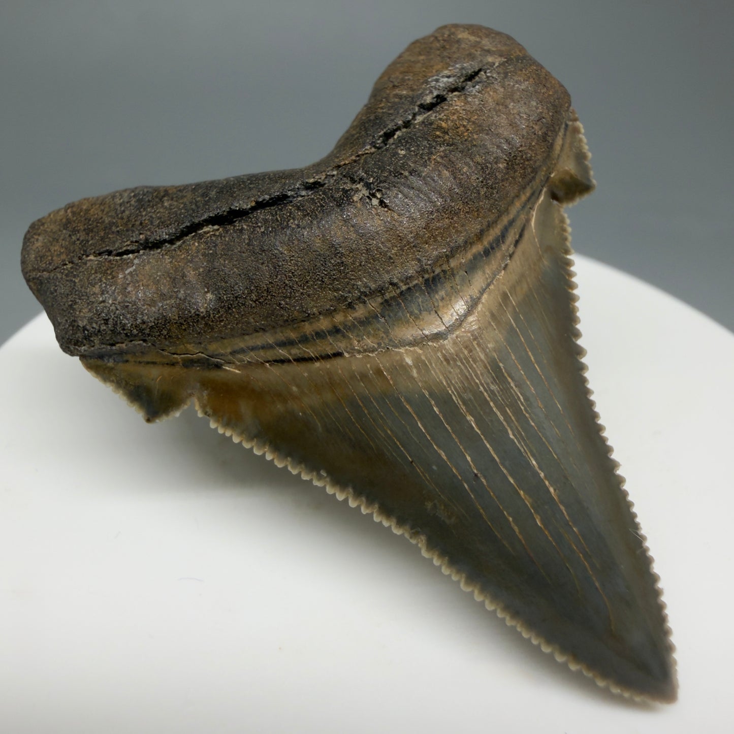 Front Left View 1.94" Fossil Carcharocles angustidens Shark Tooth from Charleston, South Carolina AN464