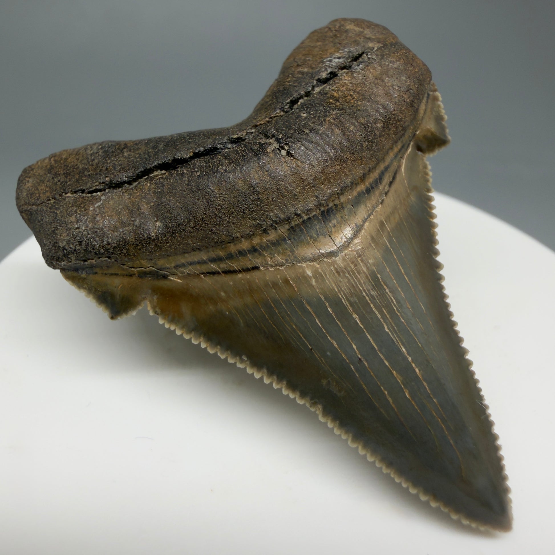 Front Left View 1.94" Fossil Carcharocles angustidens Shark Tooth from Charleston, South Carolina AN464