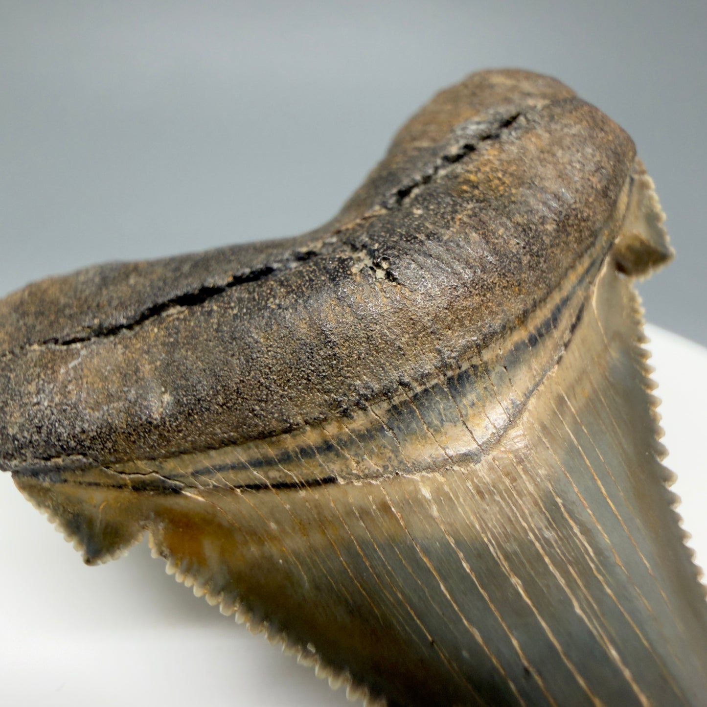 Bourlette detail View 1.94" Fossil Carcharocles angustidens Shark Tooth from Charleston, South Carolina AN464