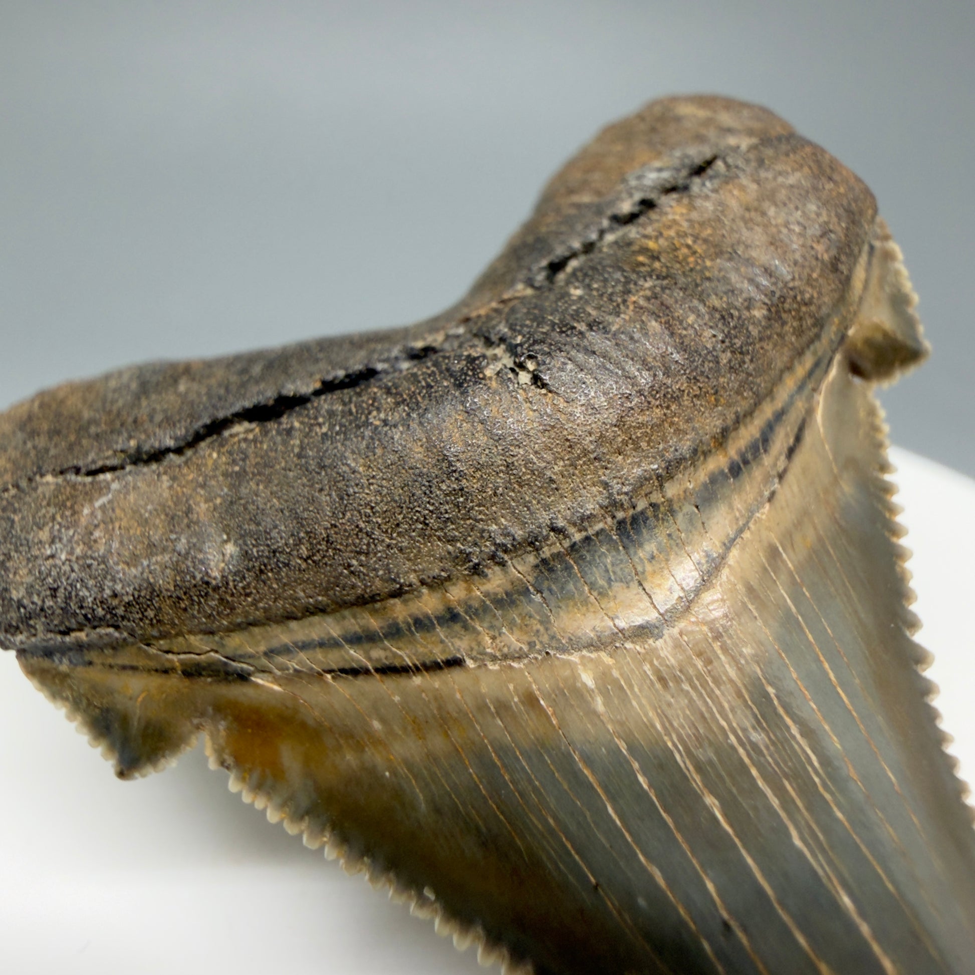 Bourlette detail View 1.94" Fossil Carcharocles angustidens Shark Tooth from Charleston, South Carolina AN464